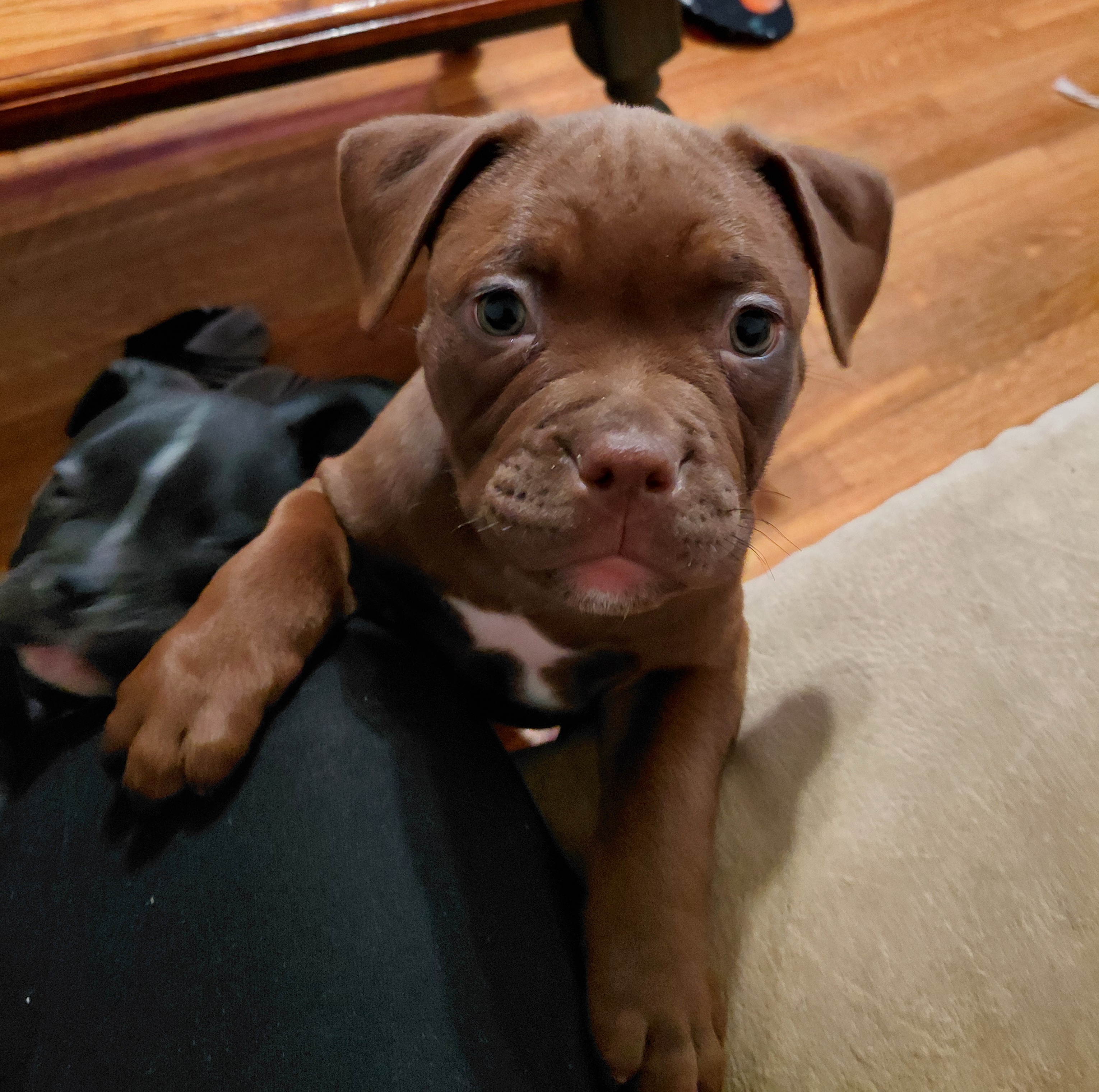 Purebred eight week old bulldog puppies for sale image 1