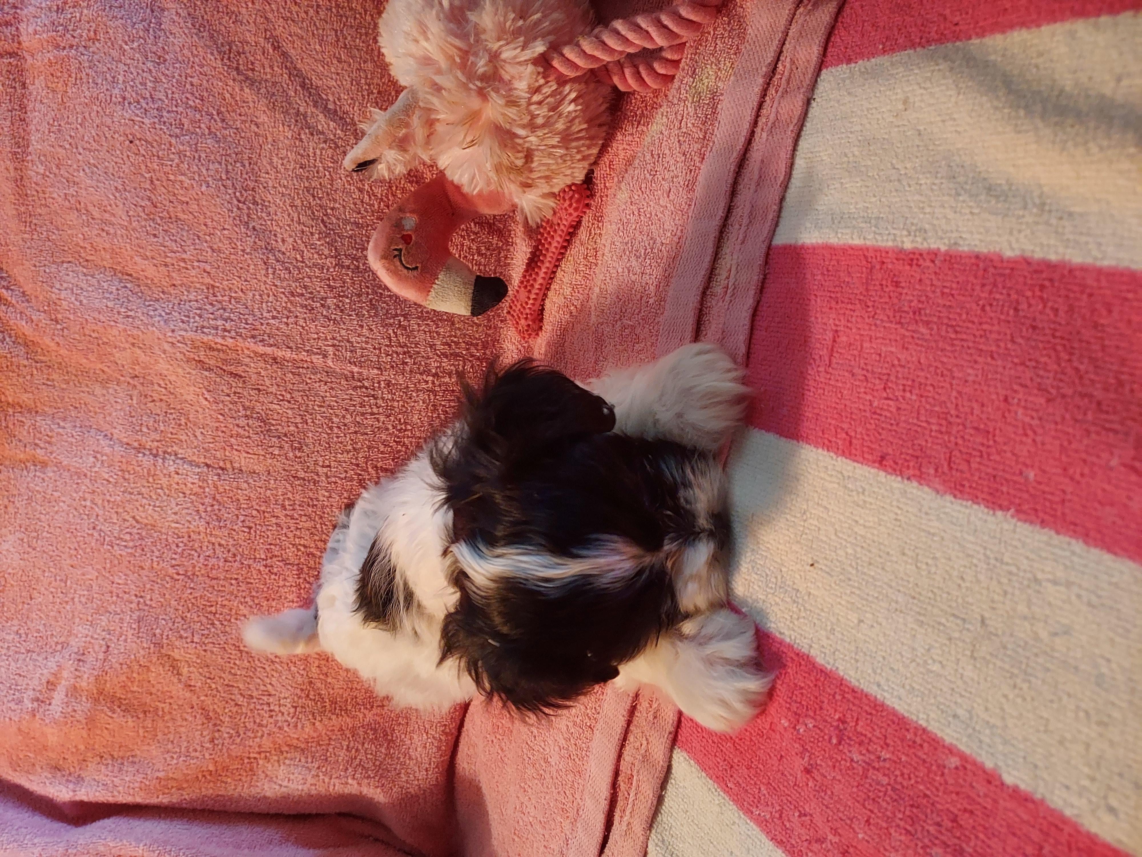 Shih poo puppies image 1