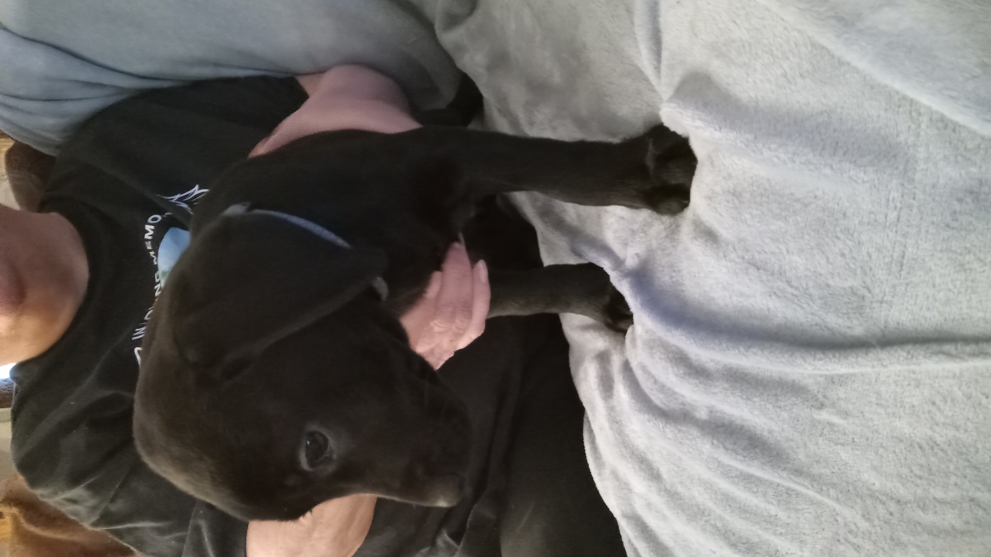 Black lab mix image 2