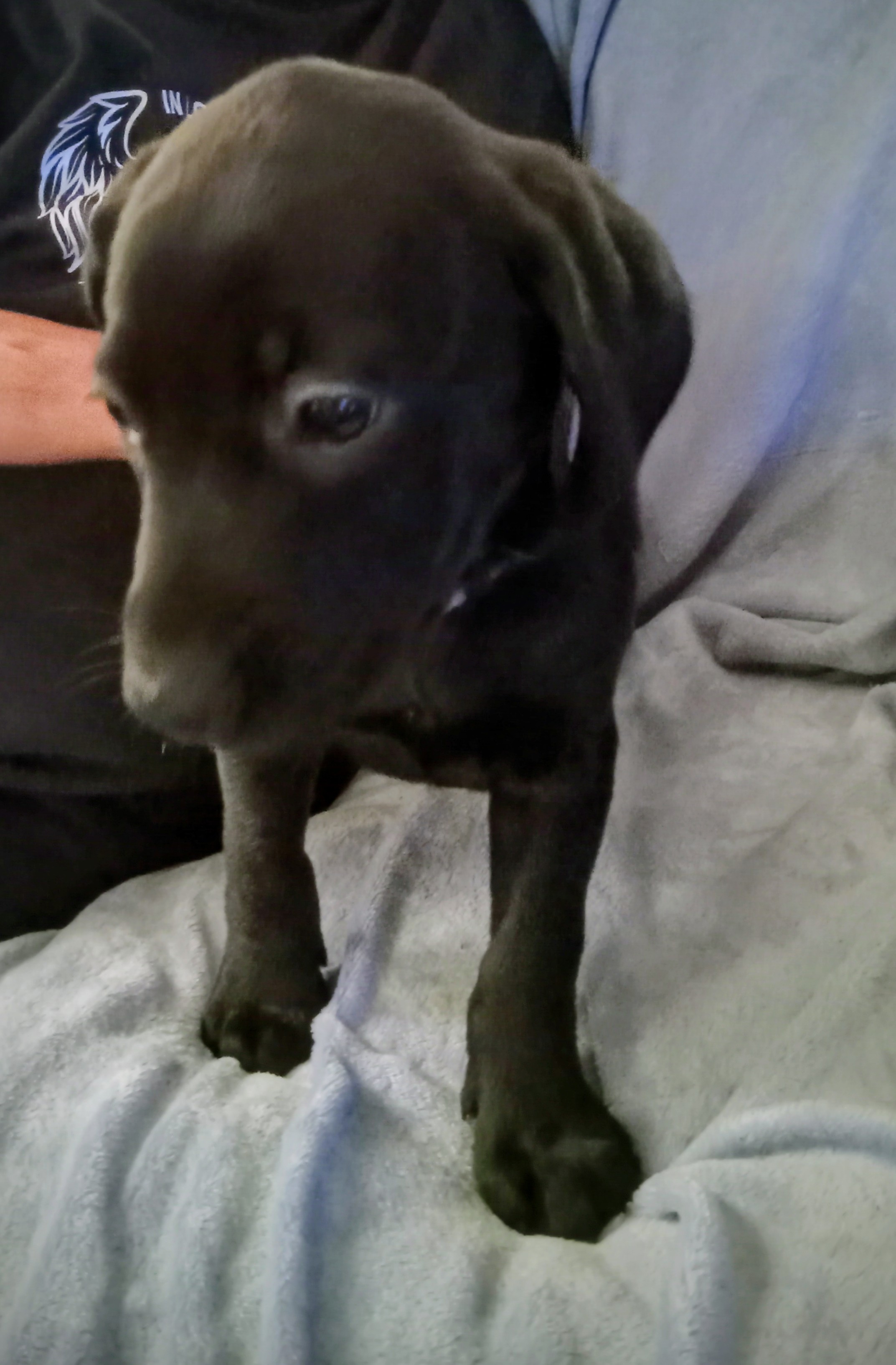 Black lab mix image 3