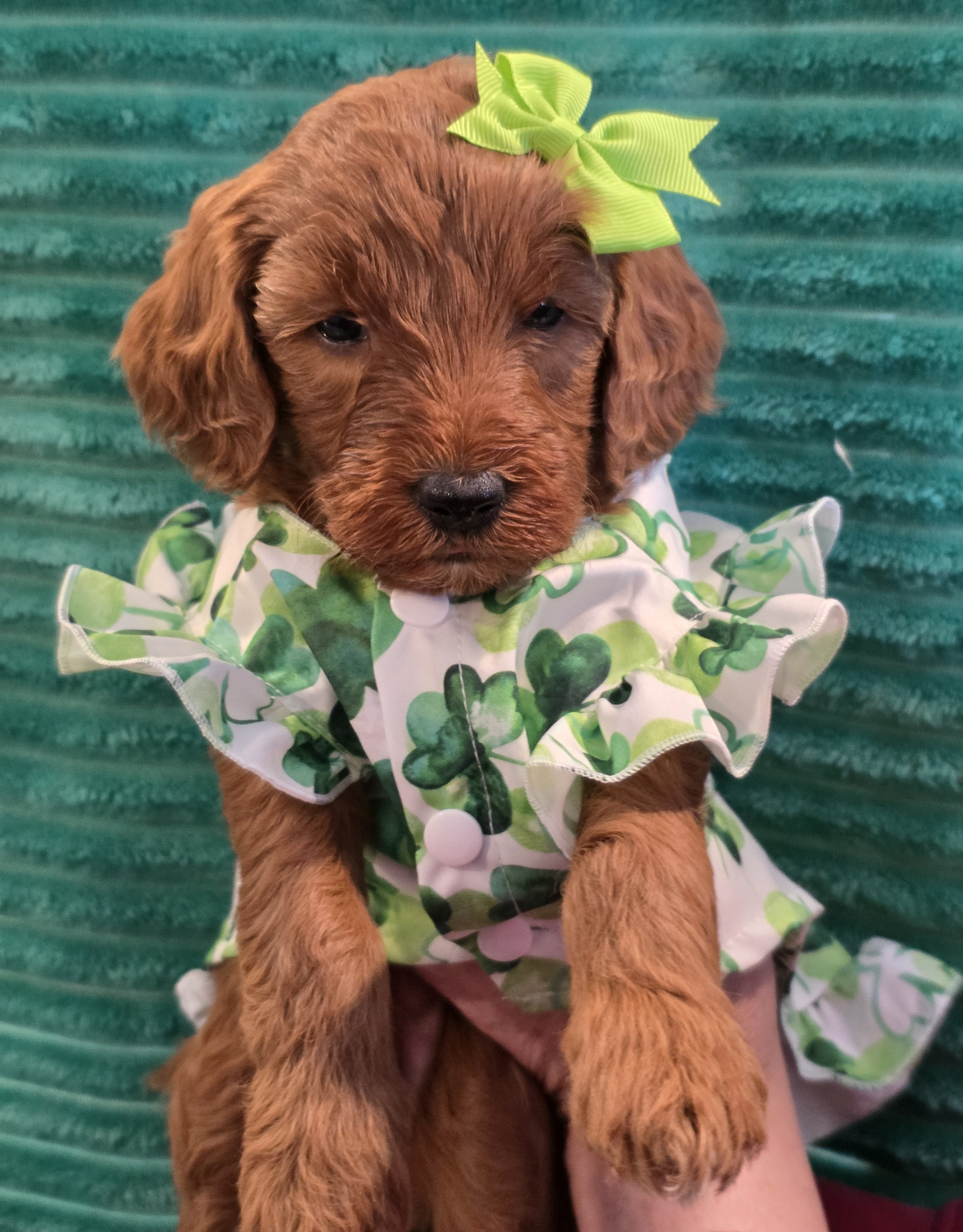 Adorable Mini Goldendoodles image 7
