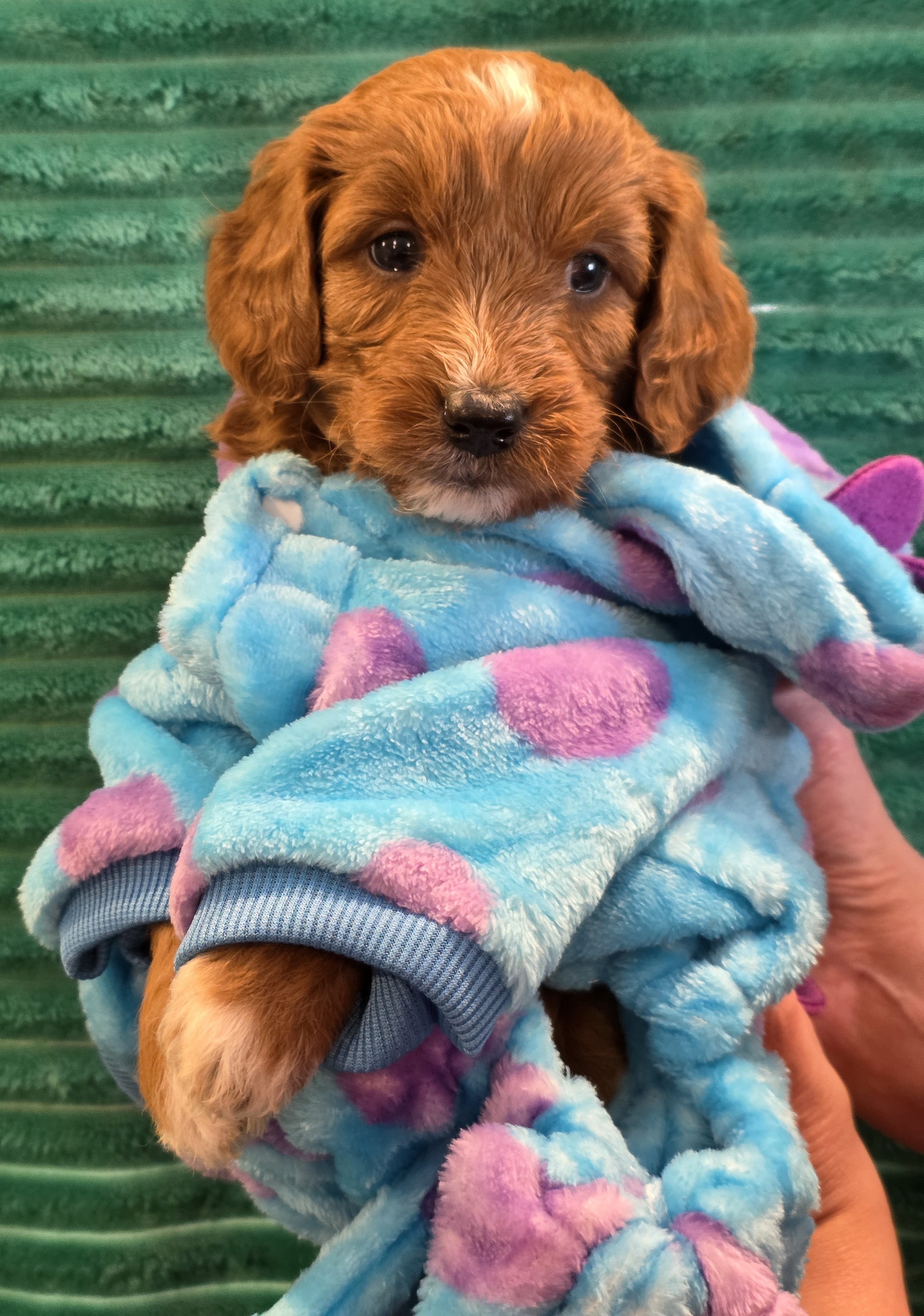 Adorable Mini Goldendoodles image 8