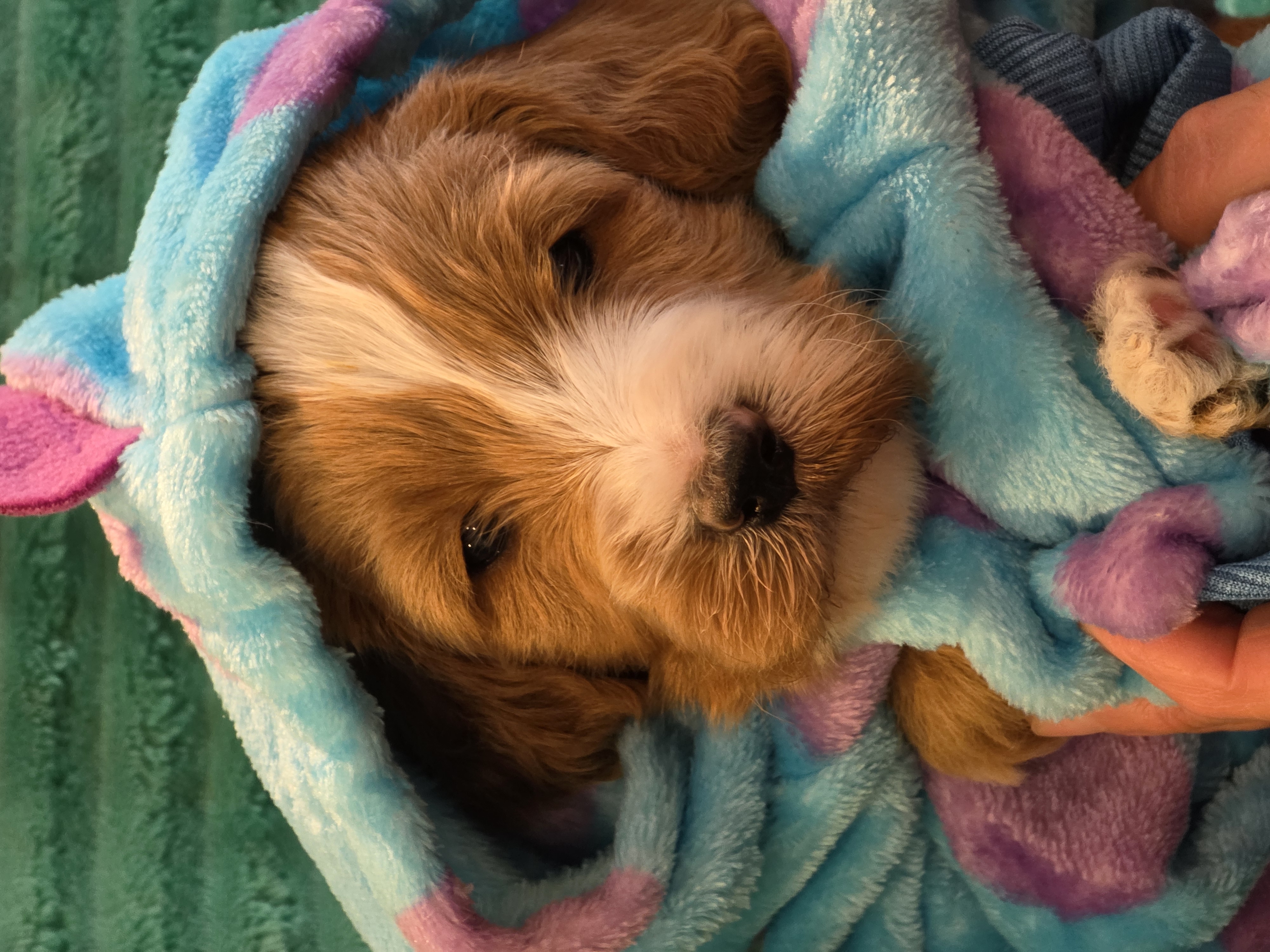 Adorable Mini Goldendoodles image 9
