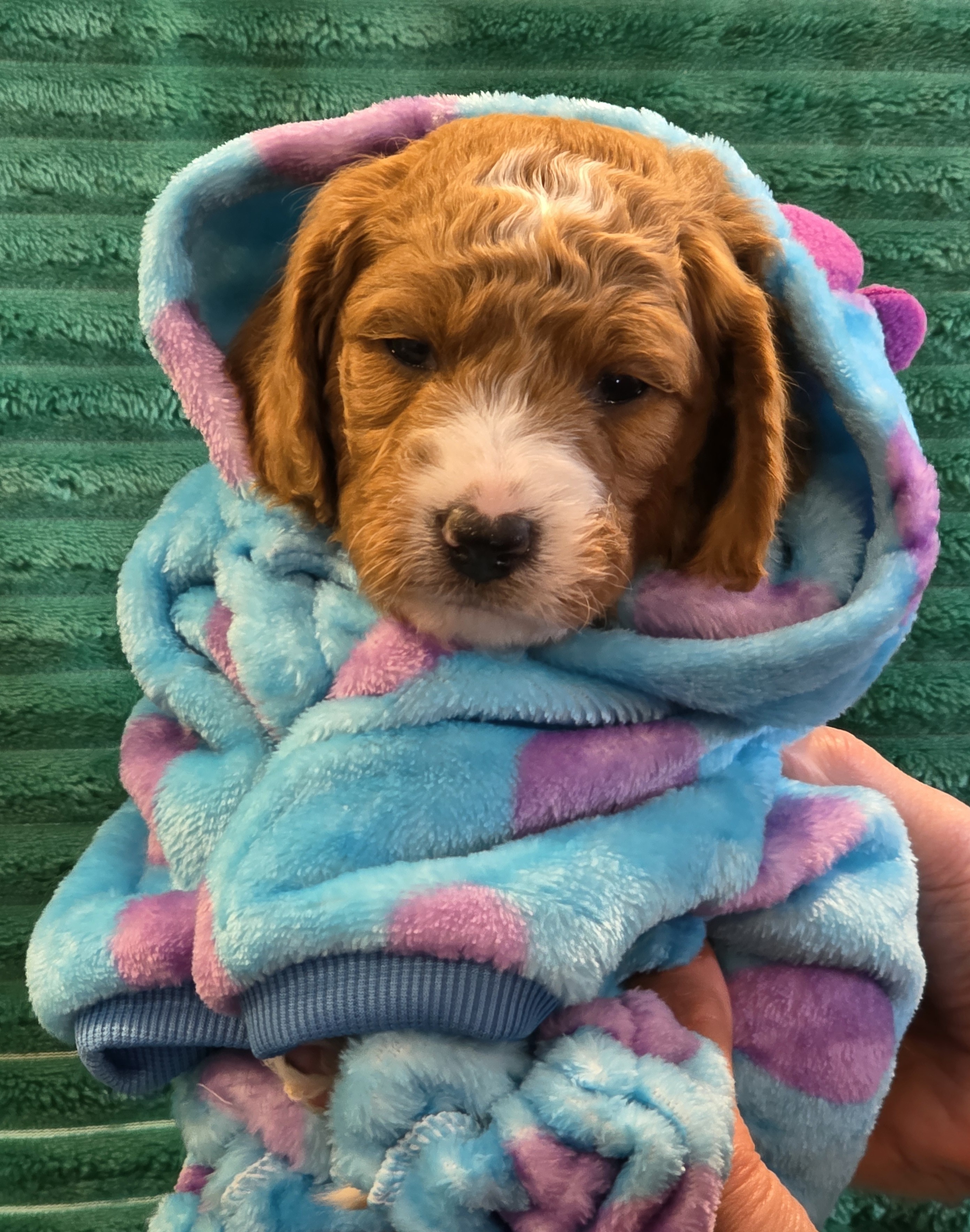 Adorable Mini Goldendoodles image 10
