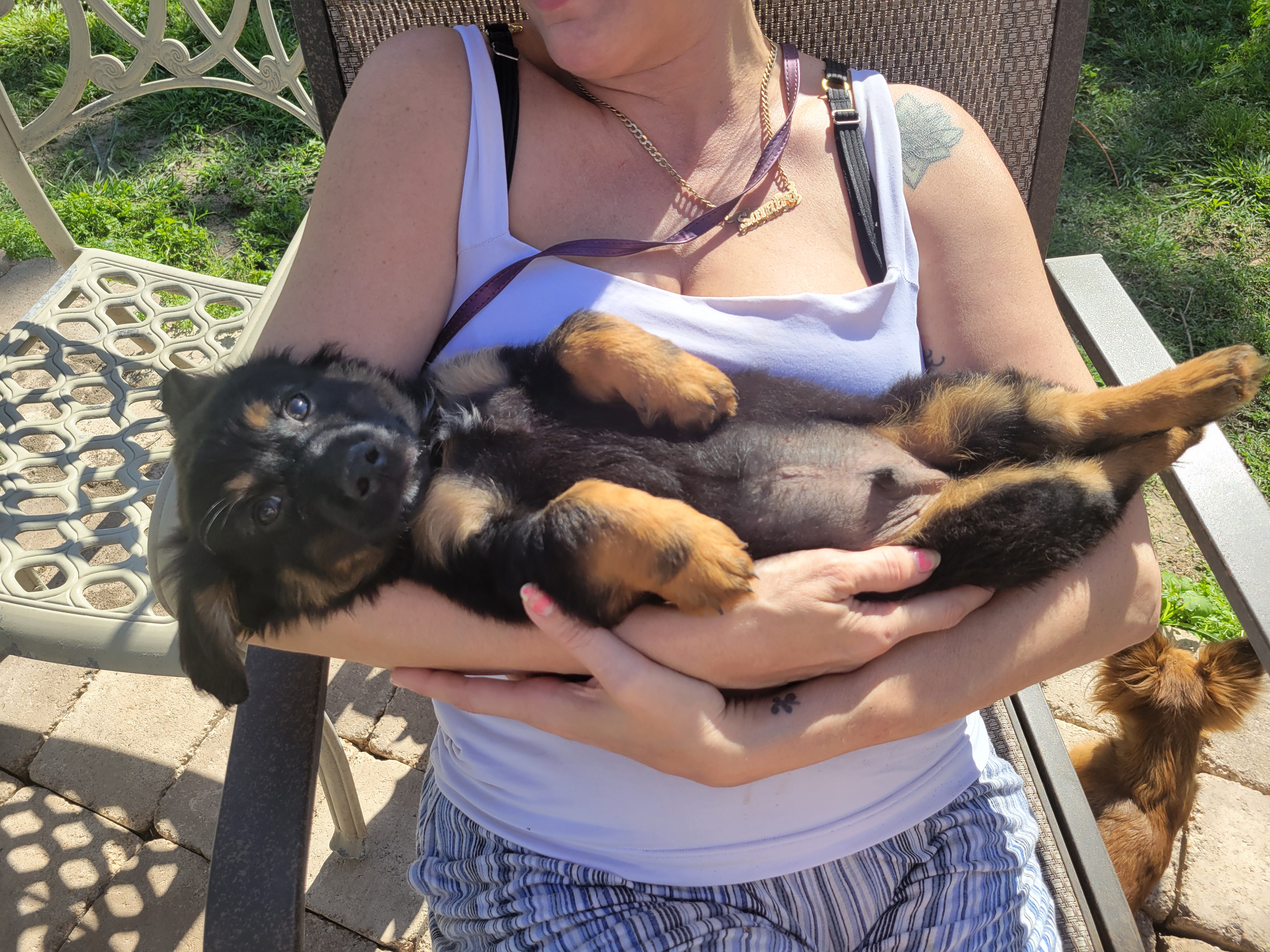 Adorable Male Chiweenie puppy 🐶 (Last One) image 4