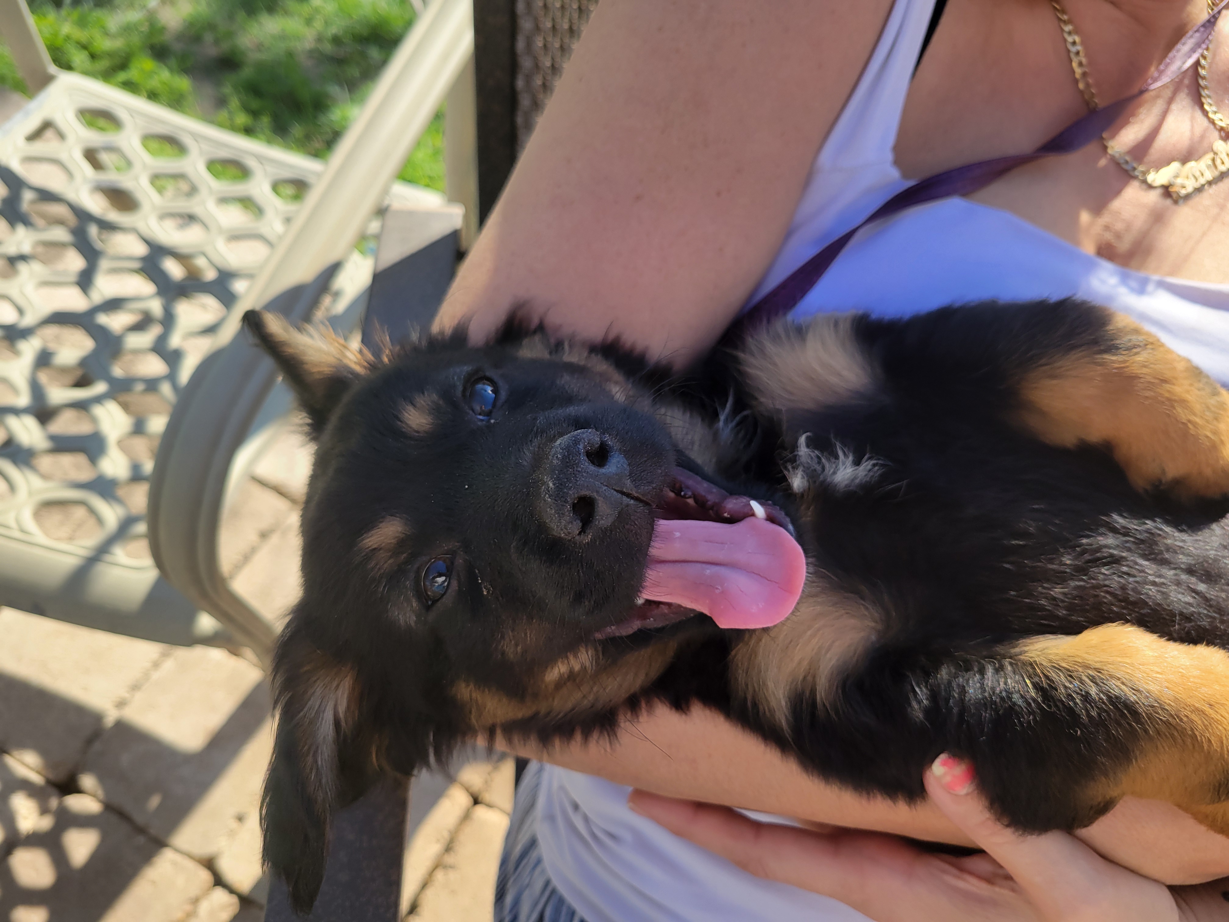 Adorable Male Chiweenie puppy 🐶 (Last One) image 1