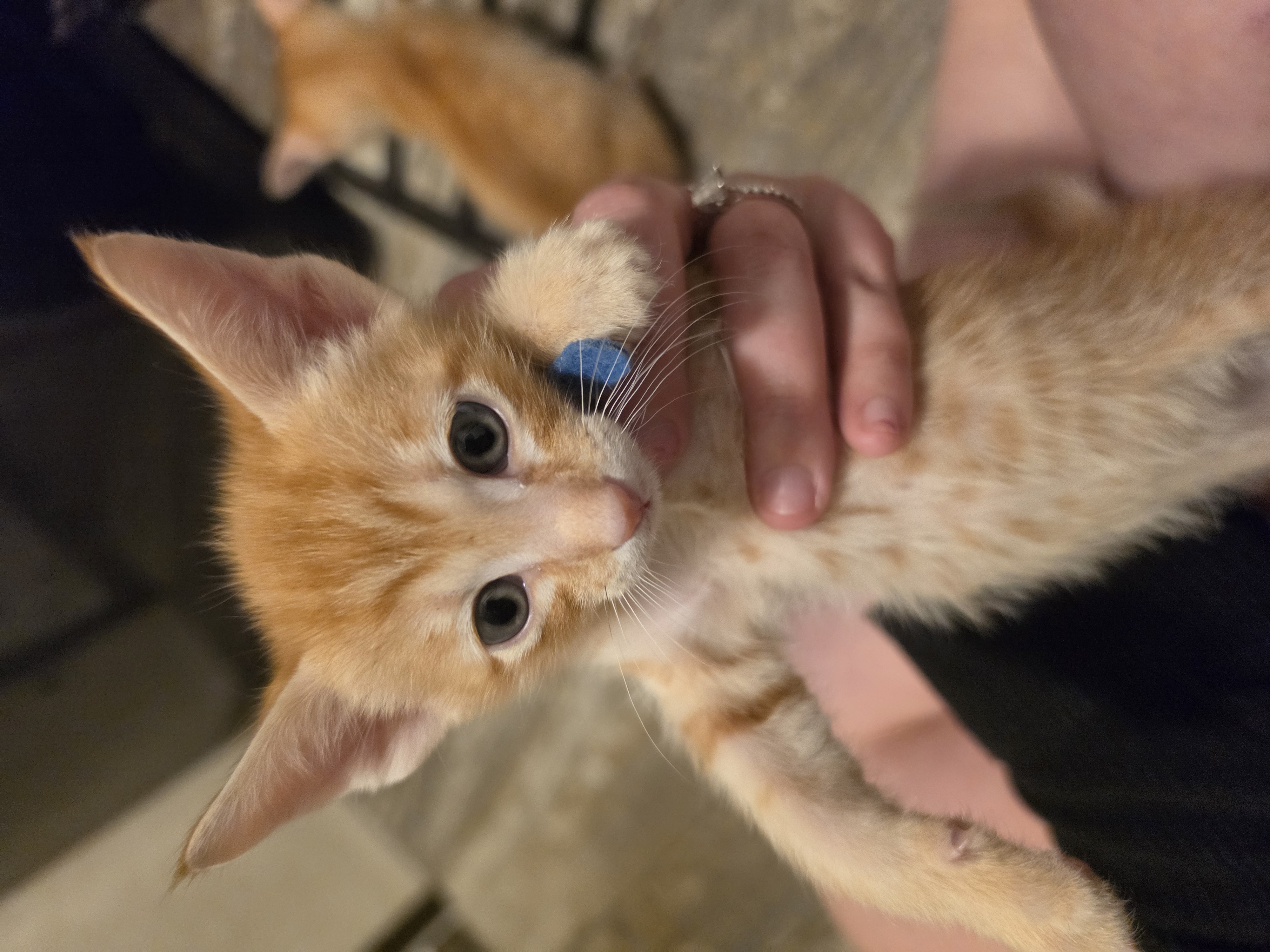 Oriental kittens image 2