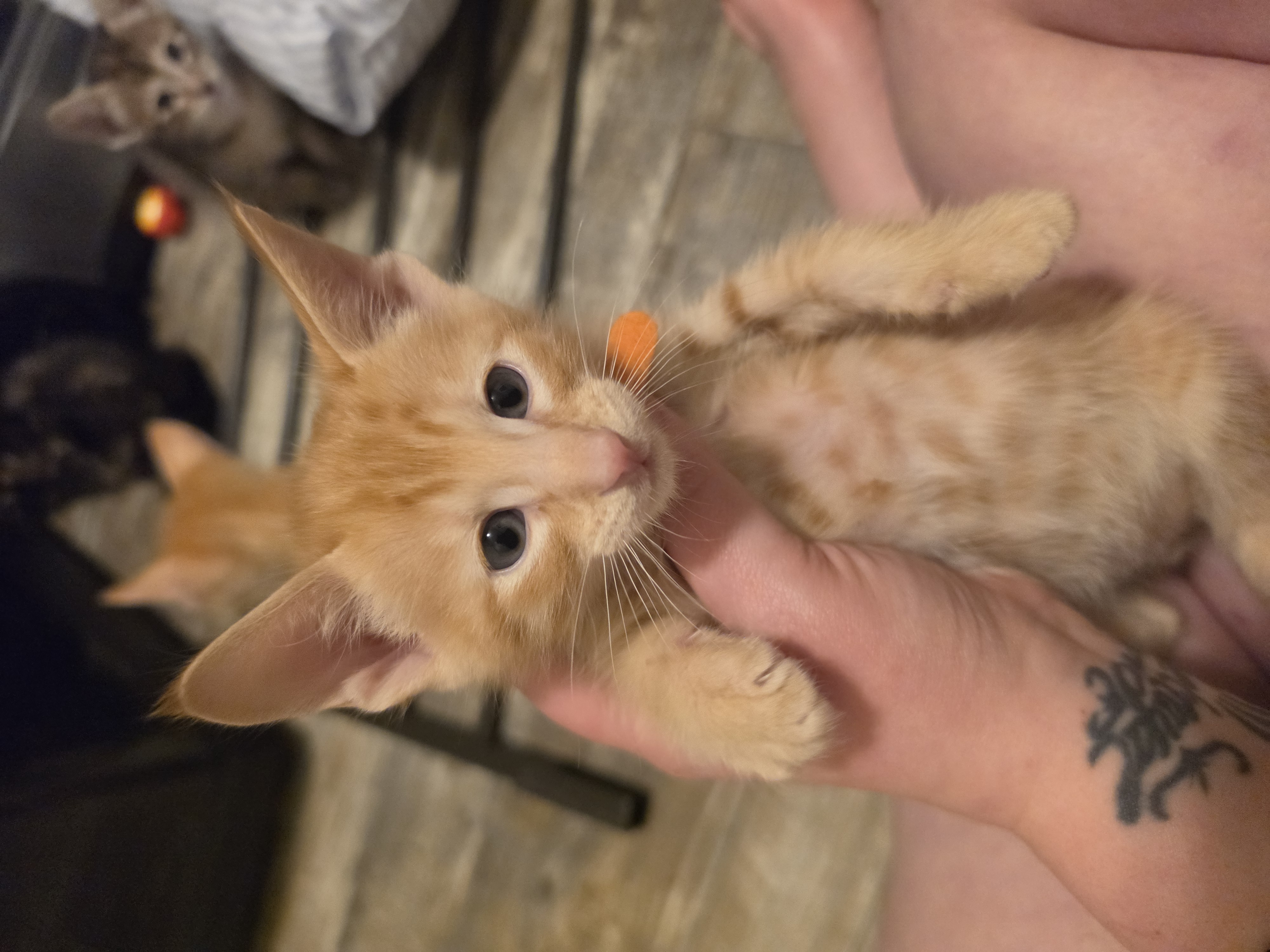 Oriental kittens image 1