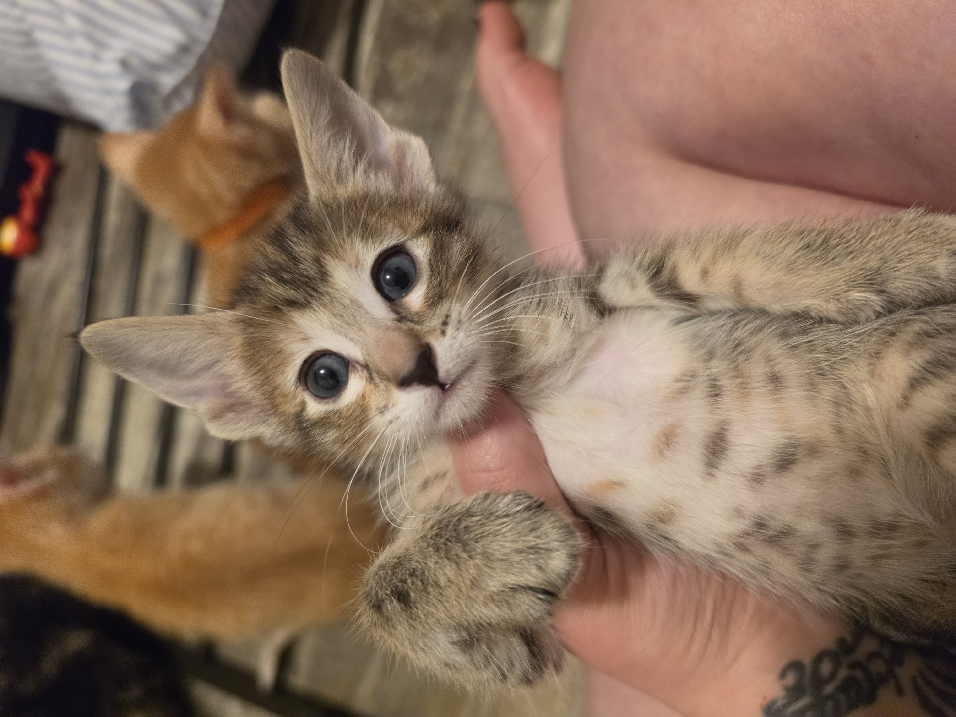 Oriental kittens image 3