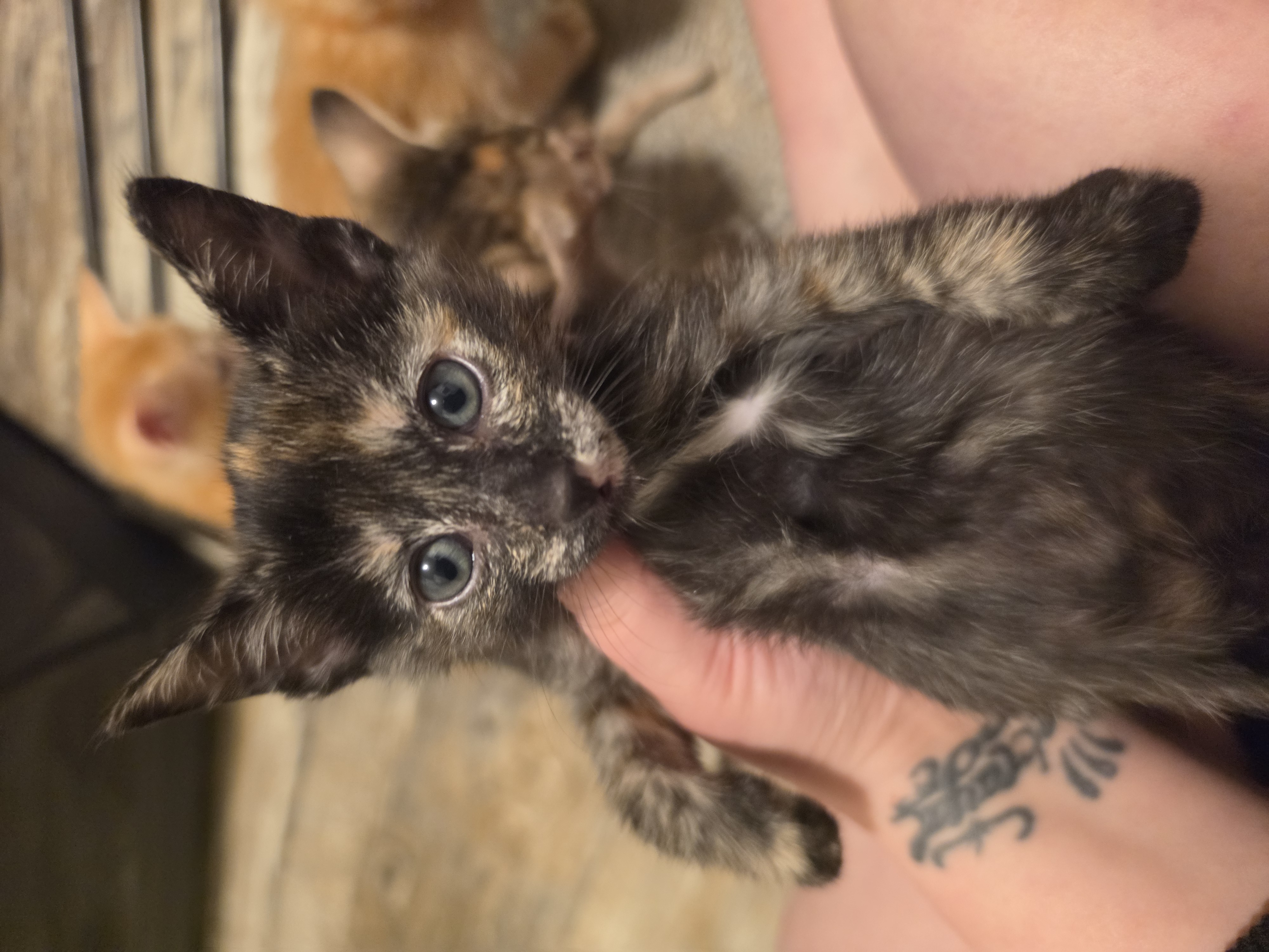 Oriental kittens image 4