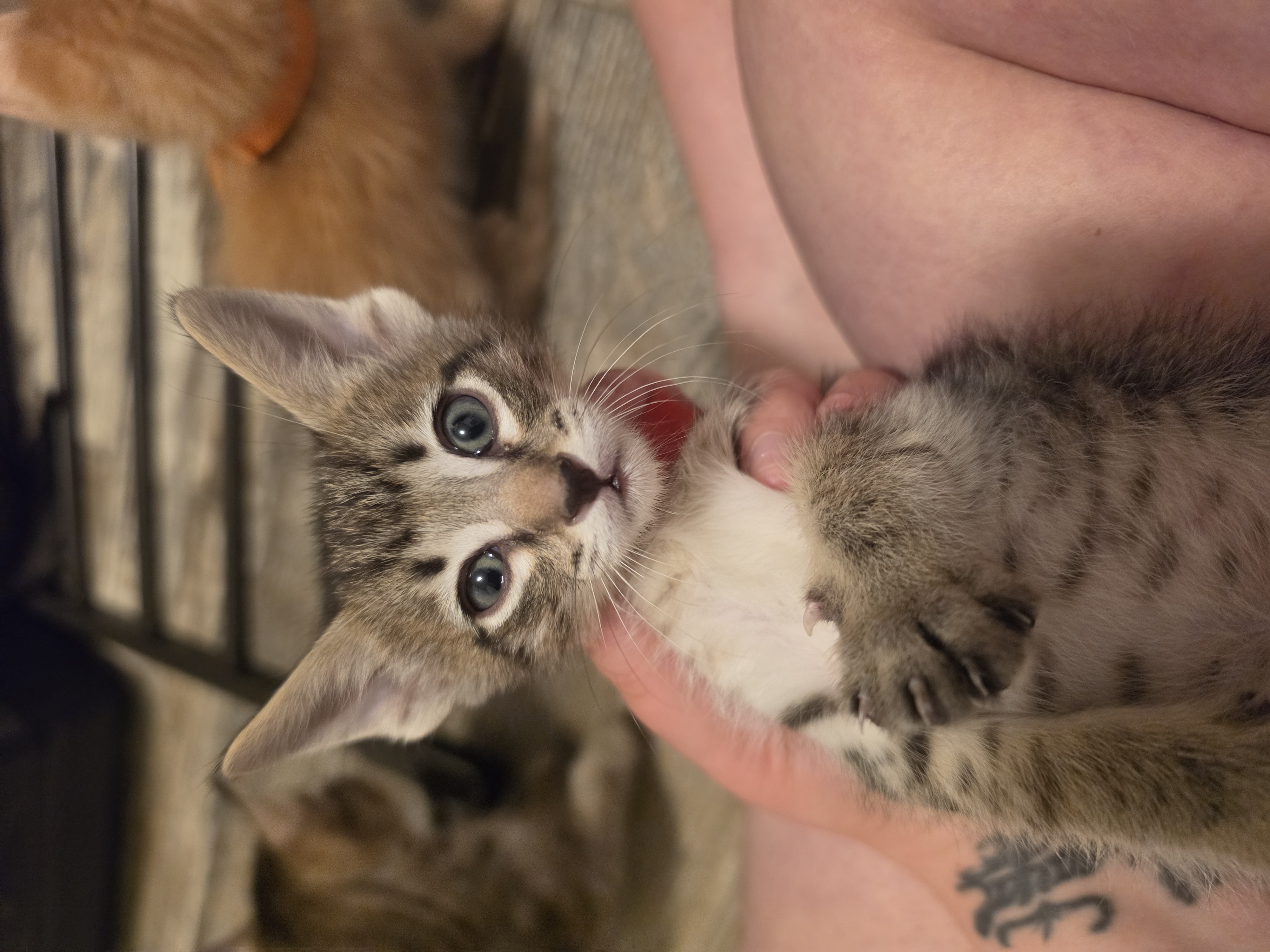 Oriental kittens image 5