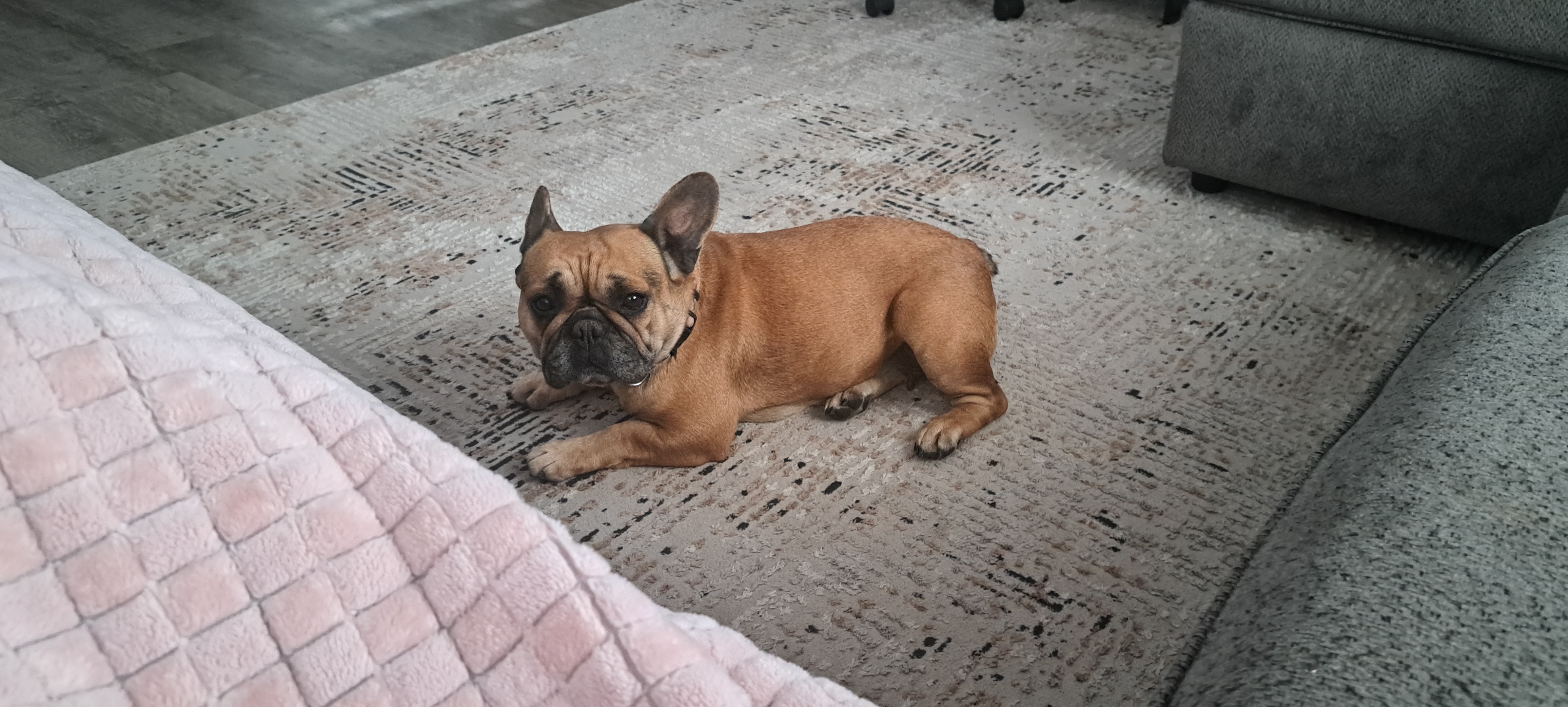 French bulldog image 5
