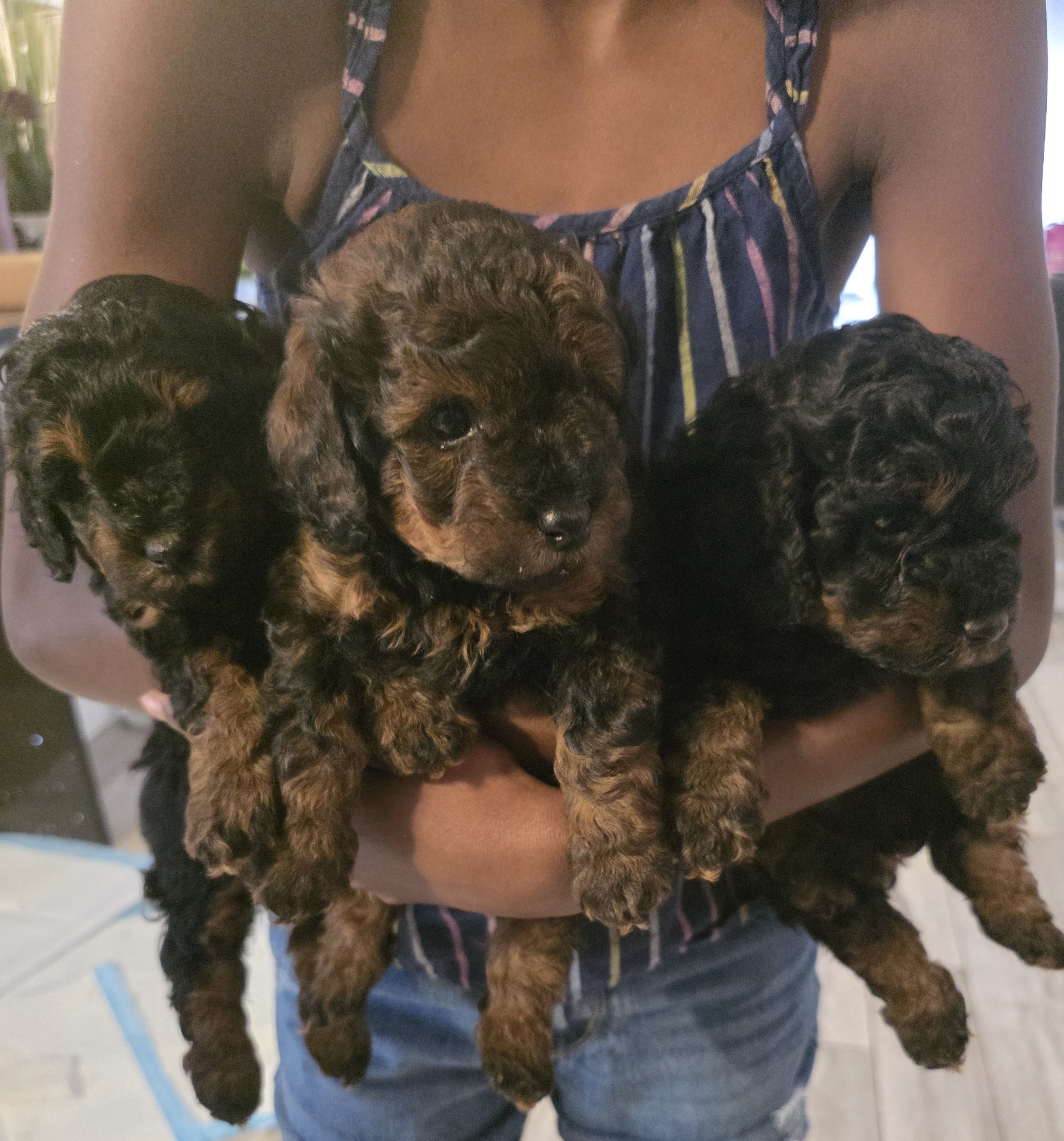 AKC Toy Poodles Puppies image 2