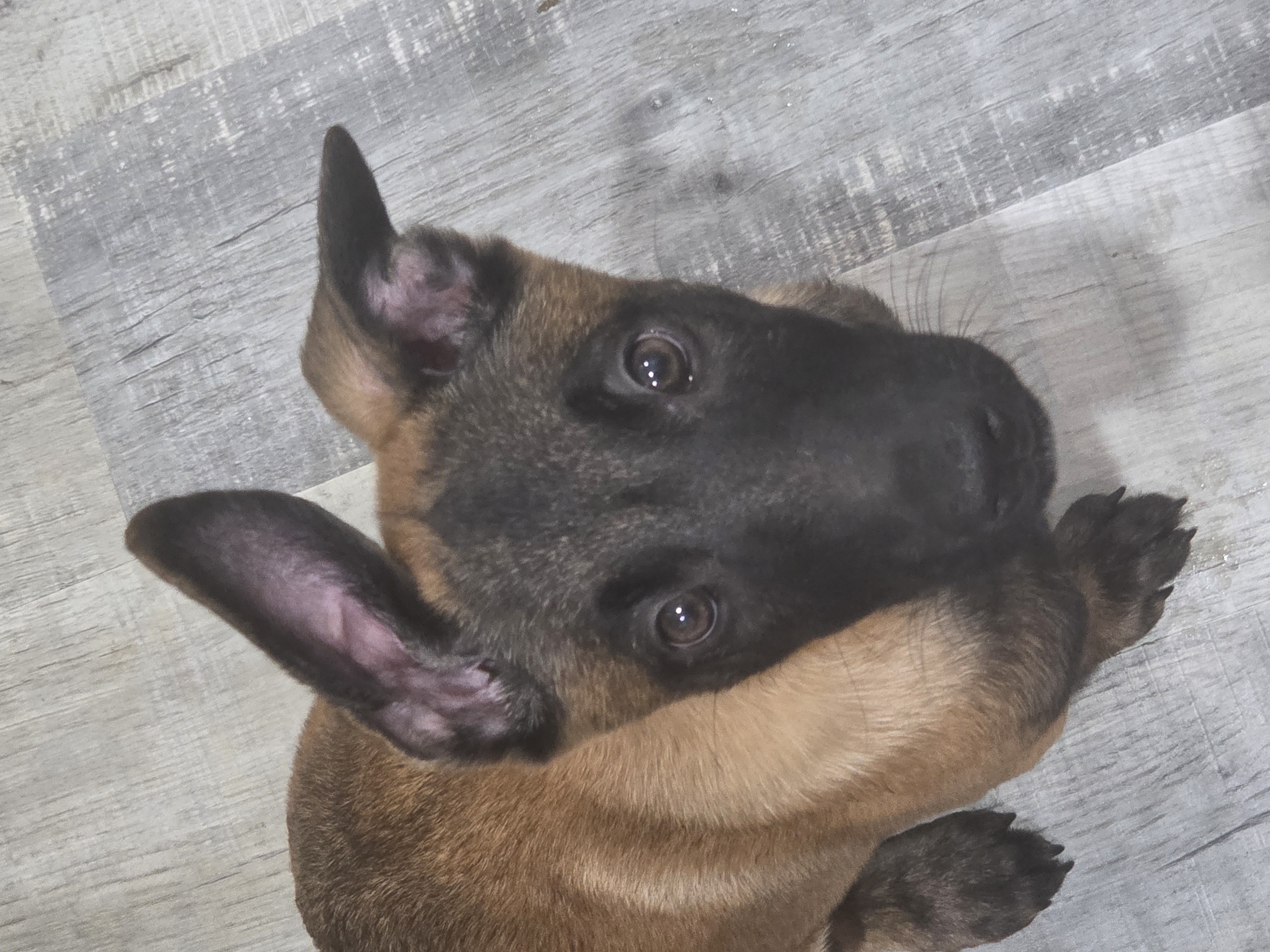Malinois girl 509-240-9623 image 1