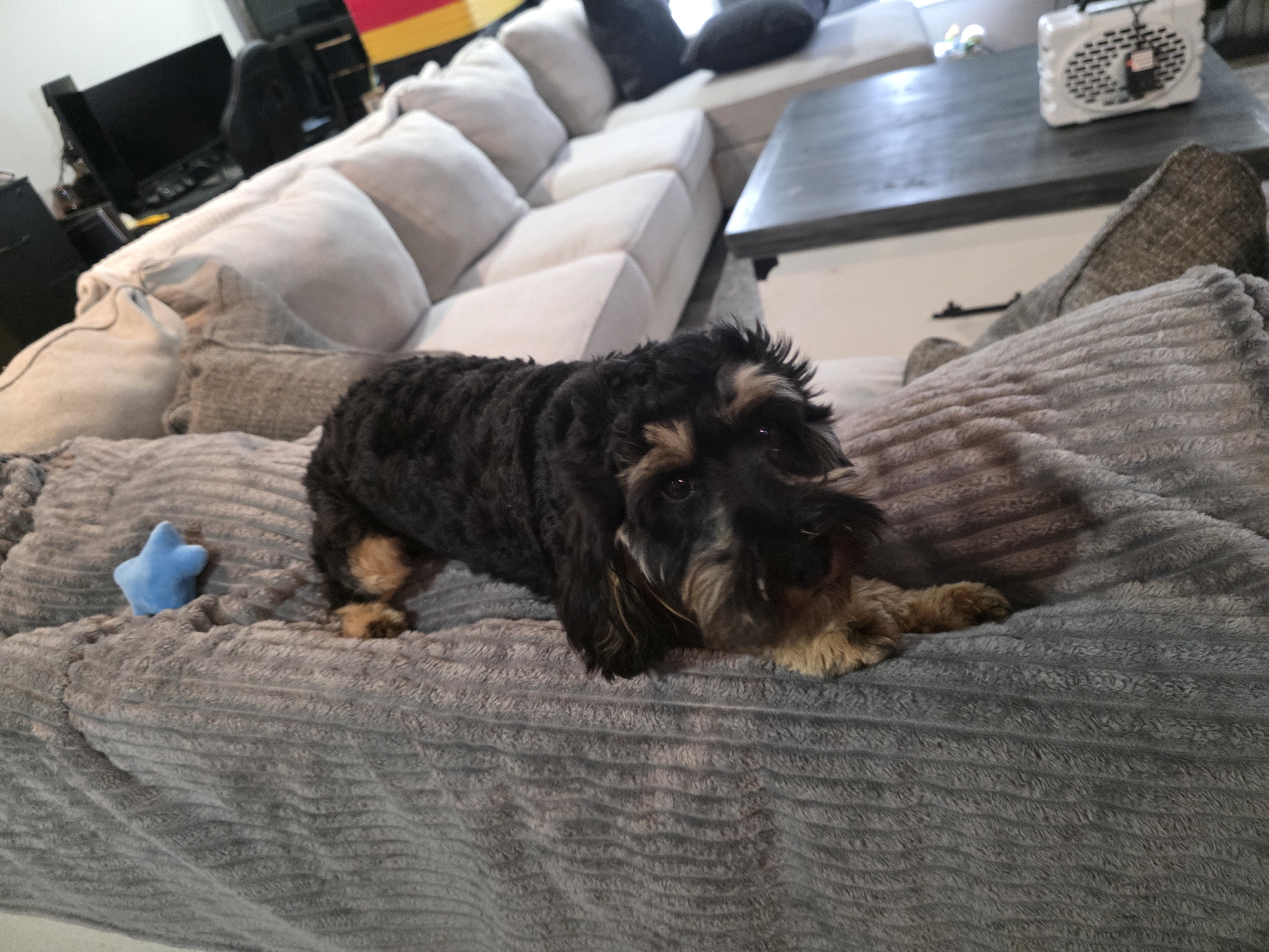 Cavapoo image 3