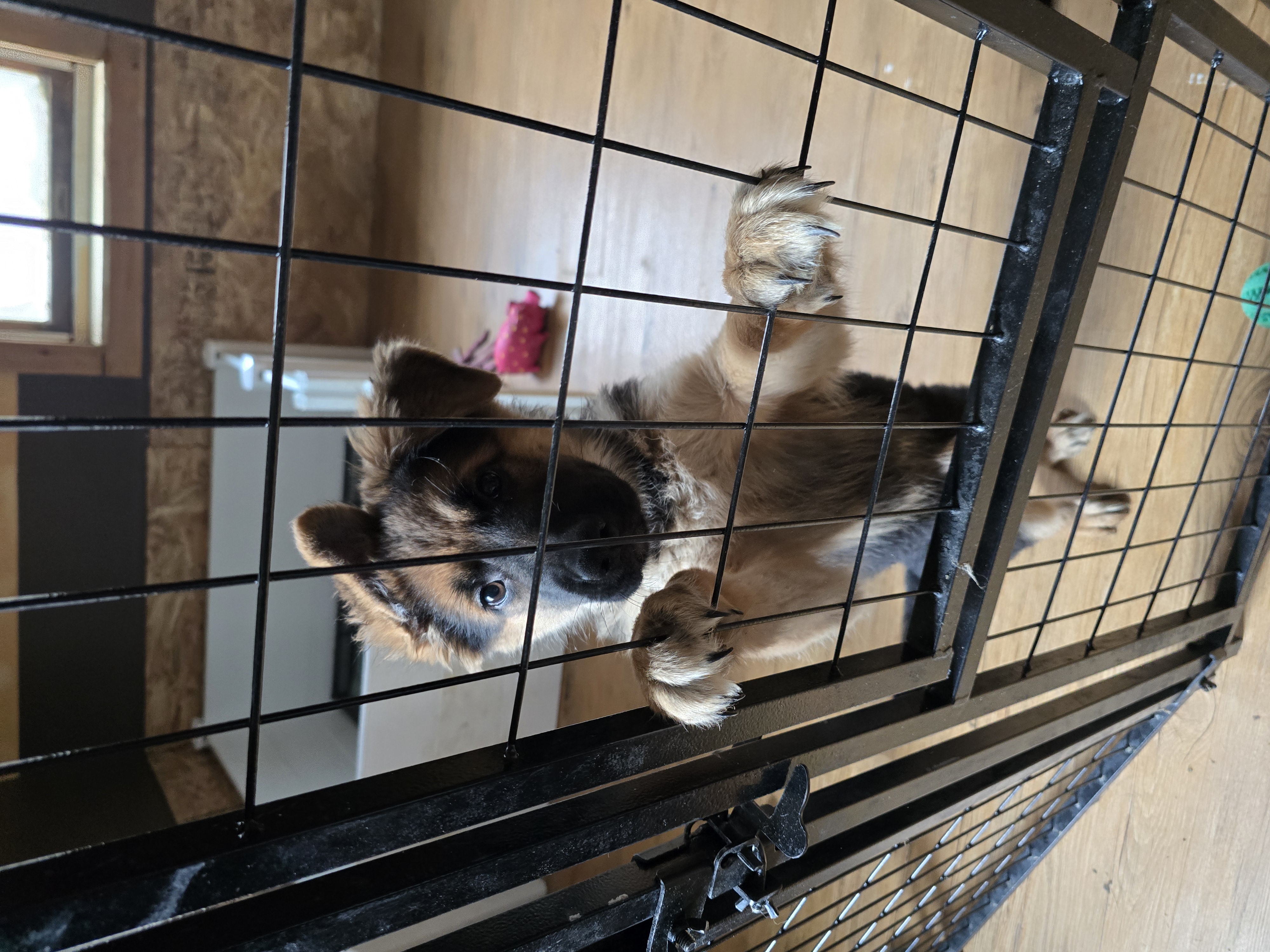 3 Long hair AKC female puppies for sale image 3