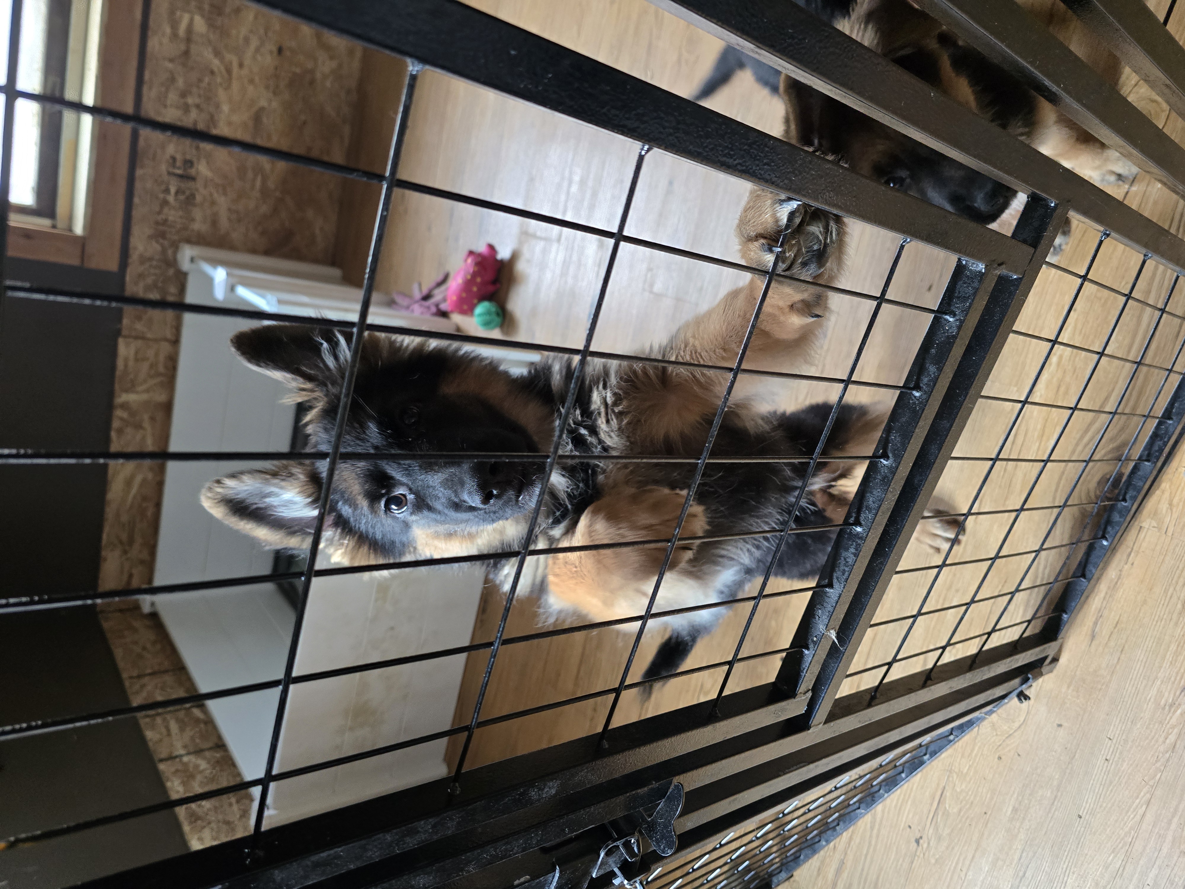 3 Long hair AKC female puppies for sale image 2