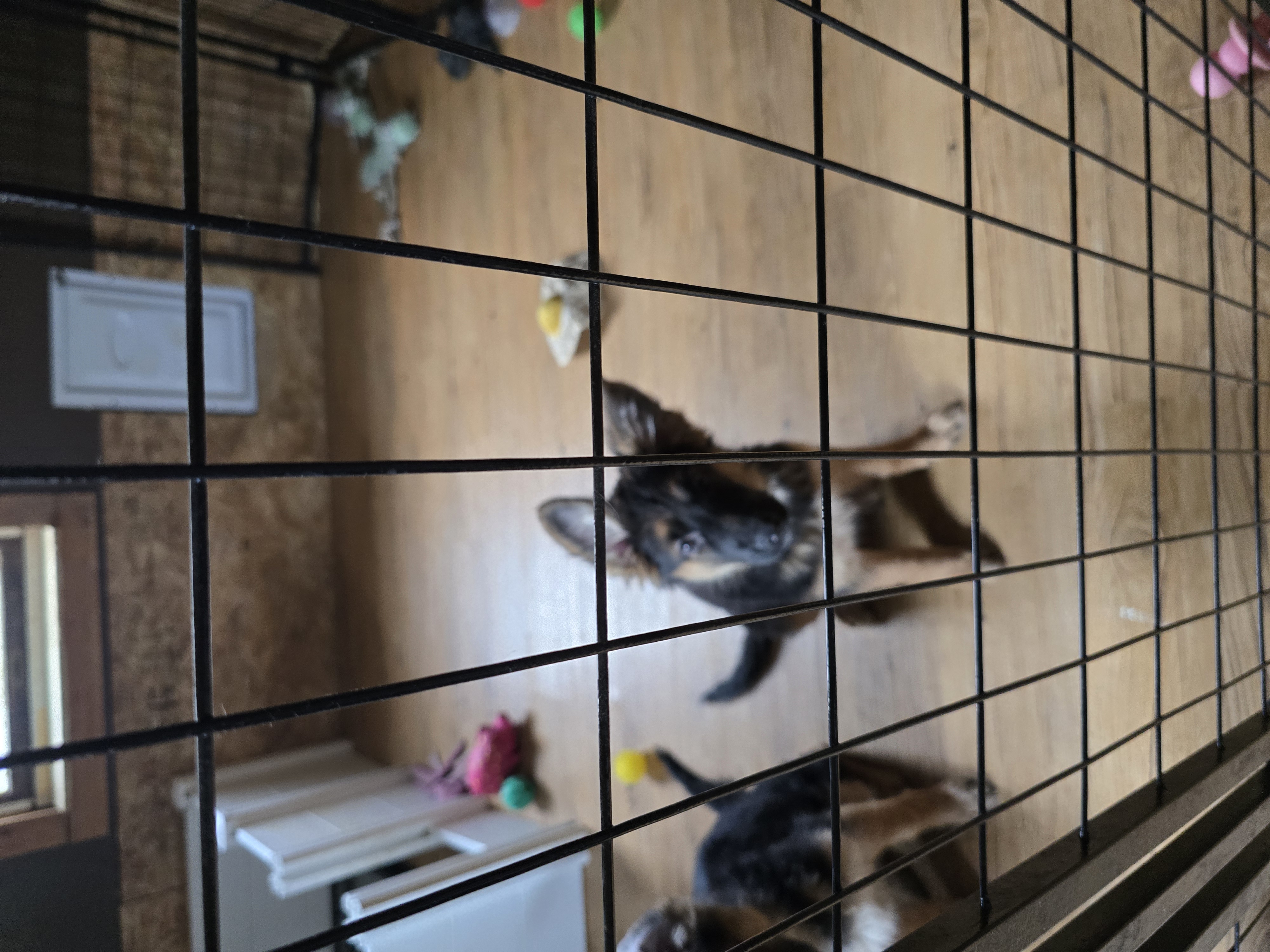 3 Long hair AKC female puppies for sale image 4