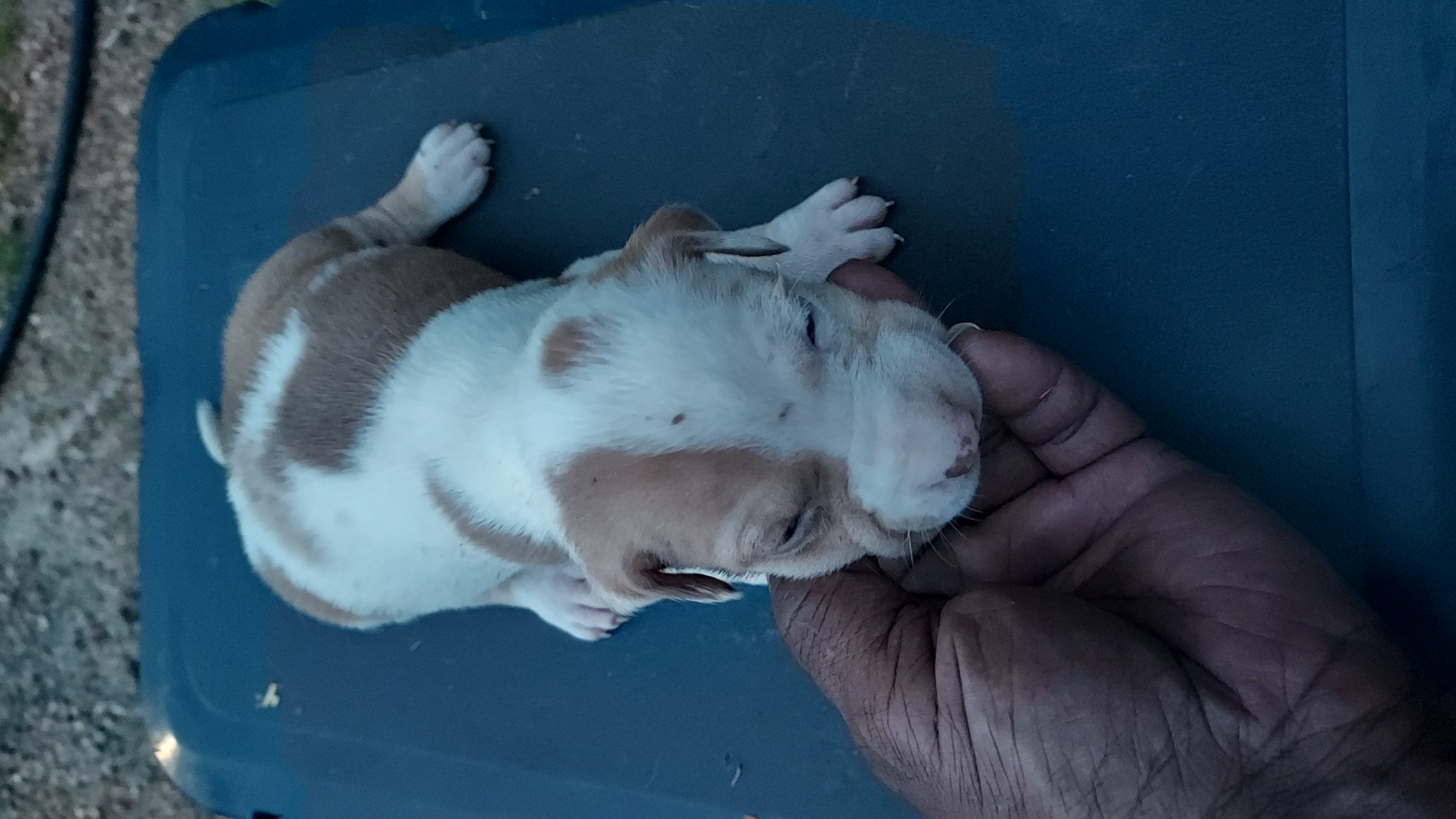 NALC Catahoula Puppies image 5