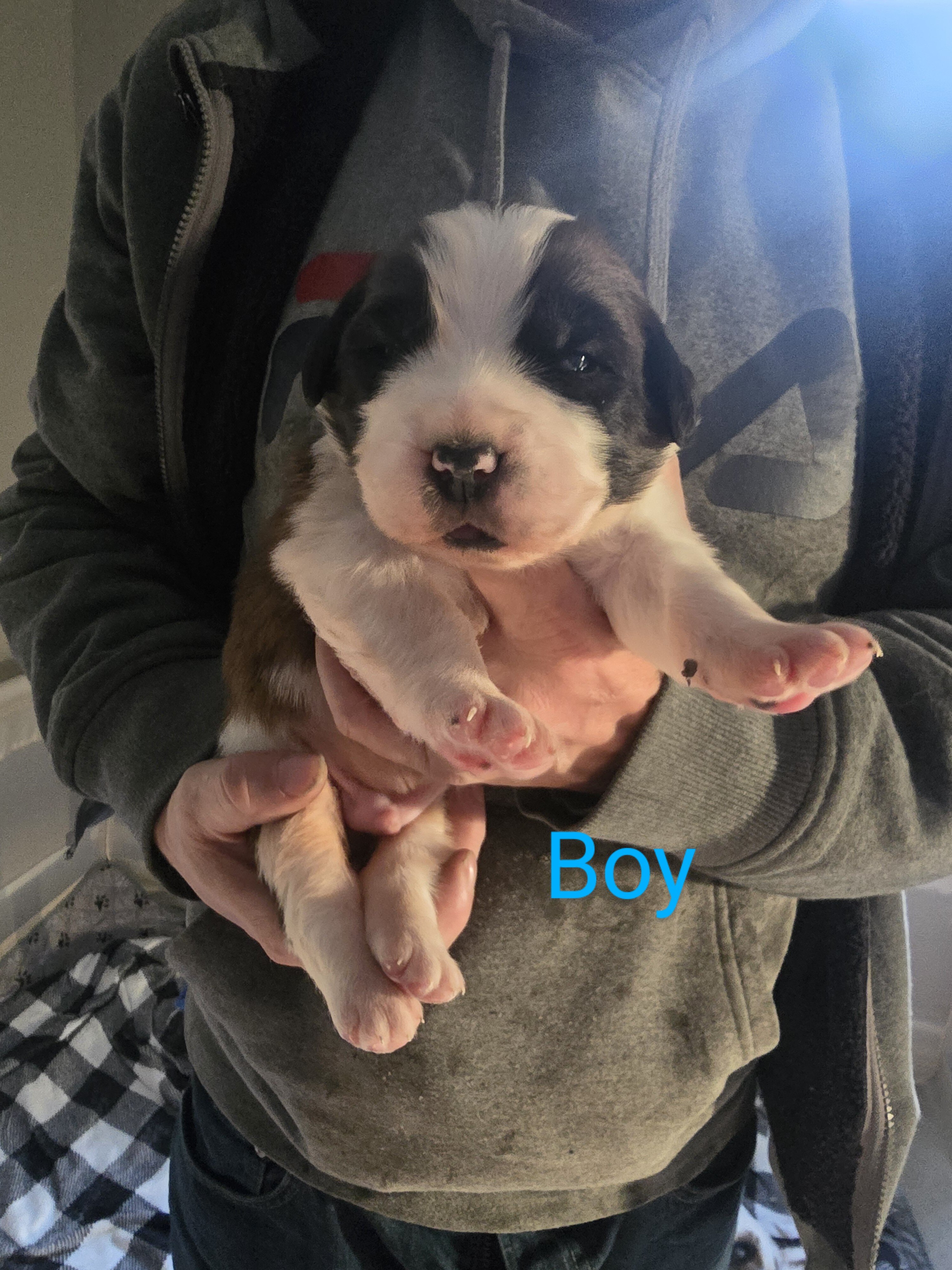 AKC Saint Bernard image 1