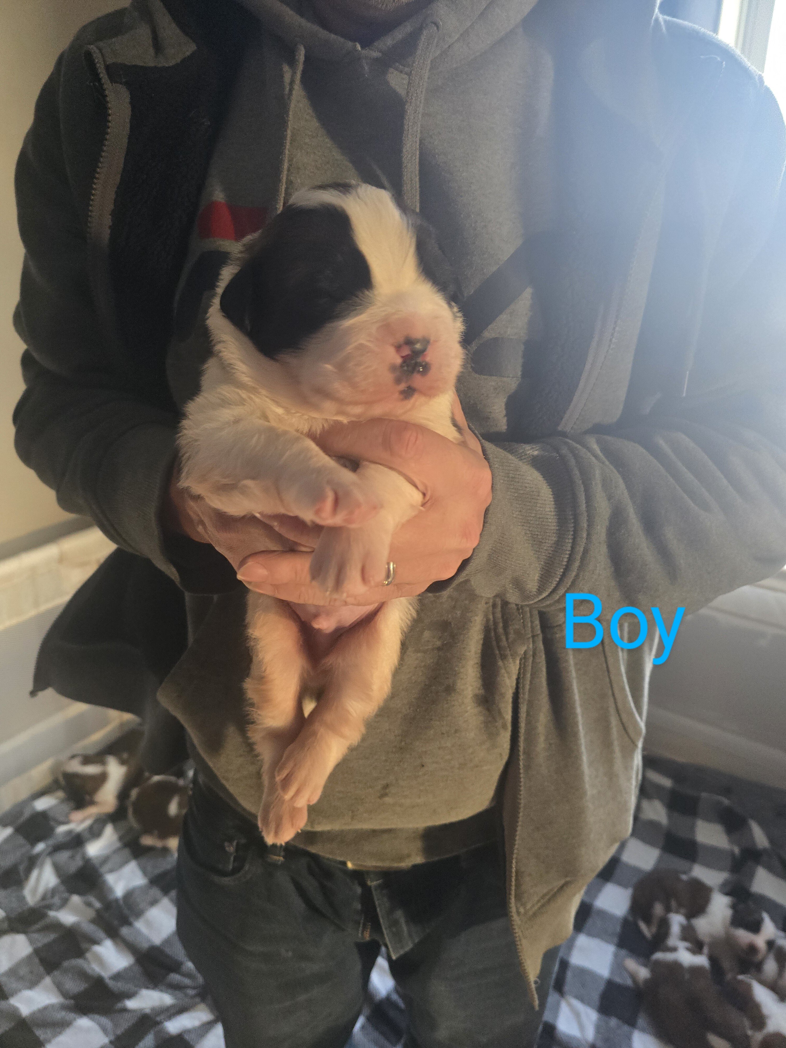 AKC Saint Bernard image 3