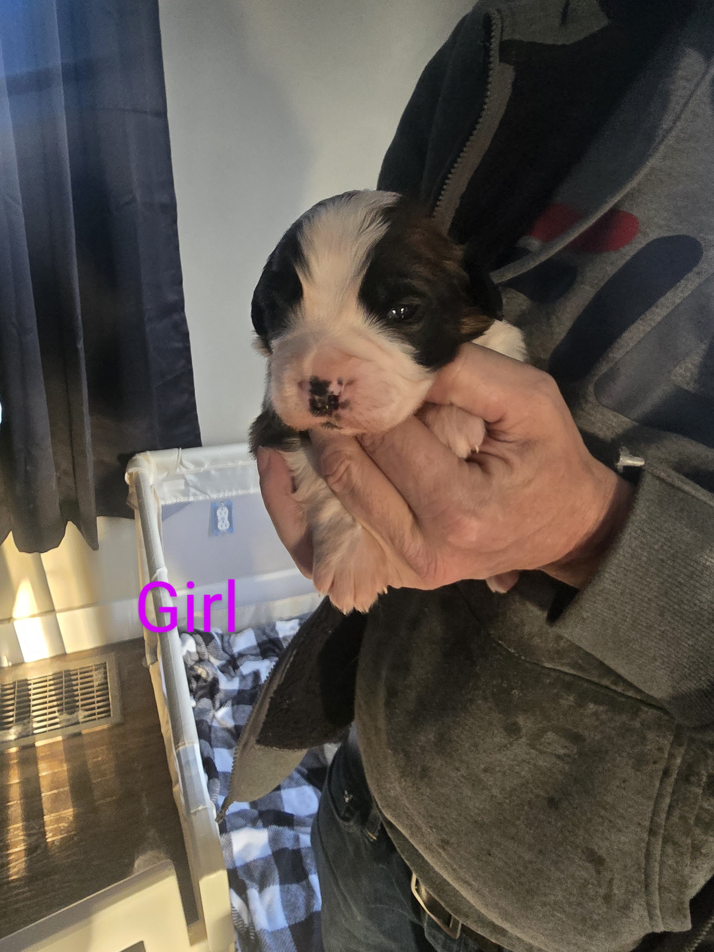 AKC Saint Bernard image 5