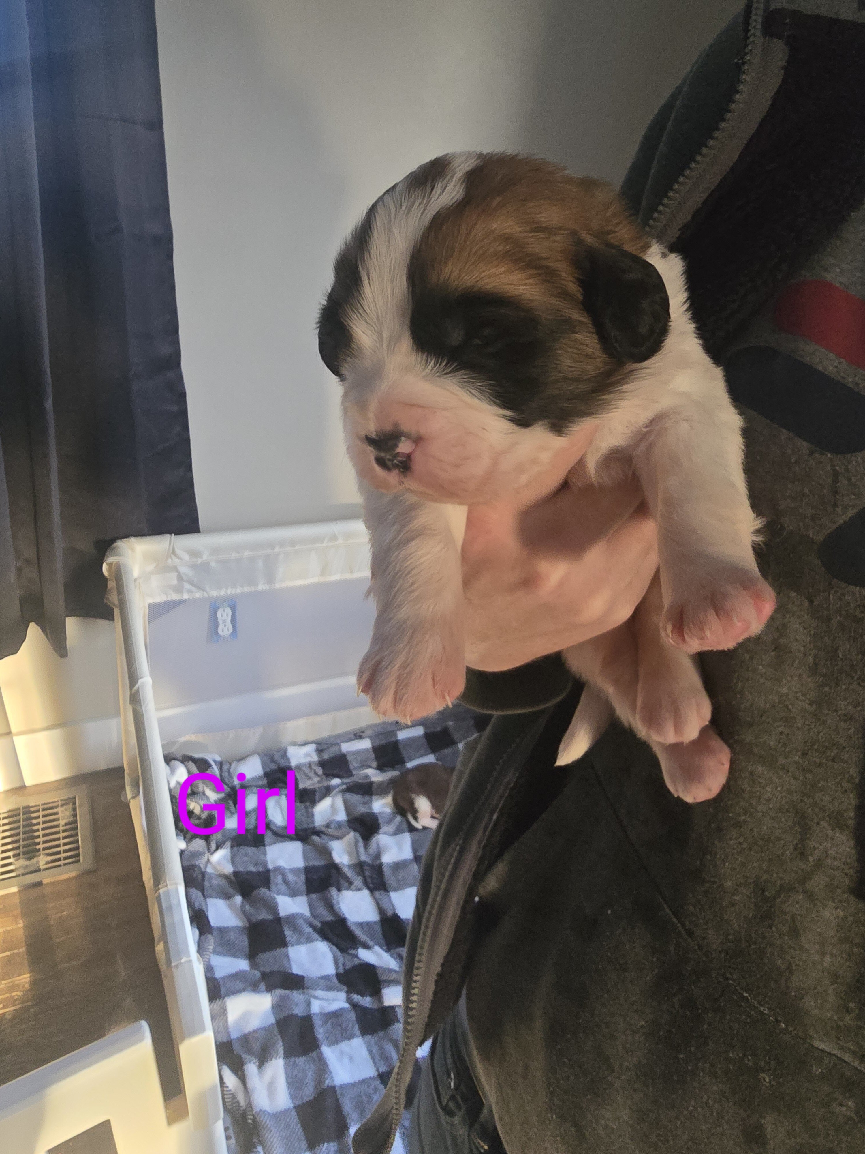 AKC Saint Bernard image 6