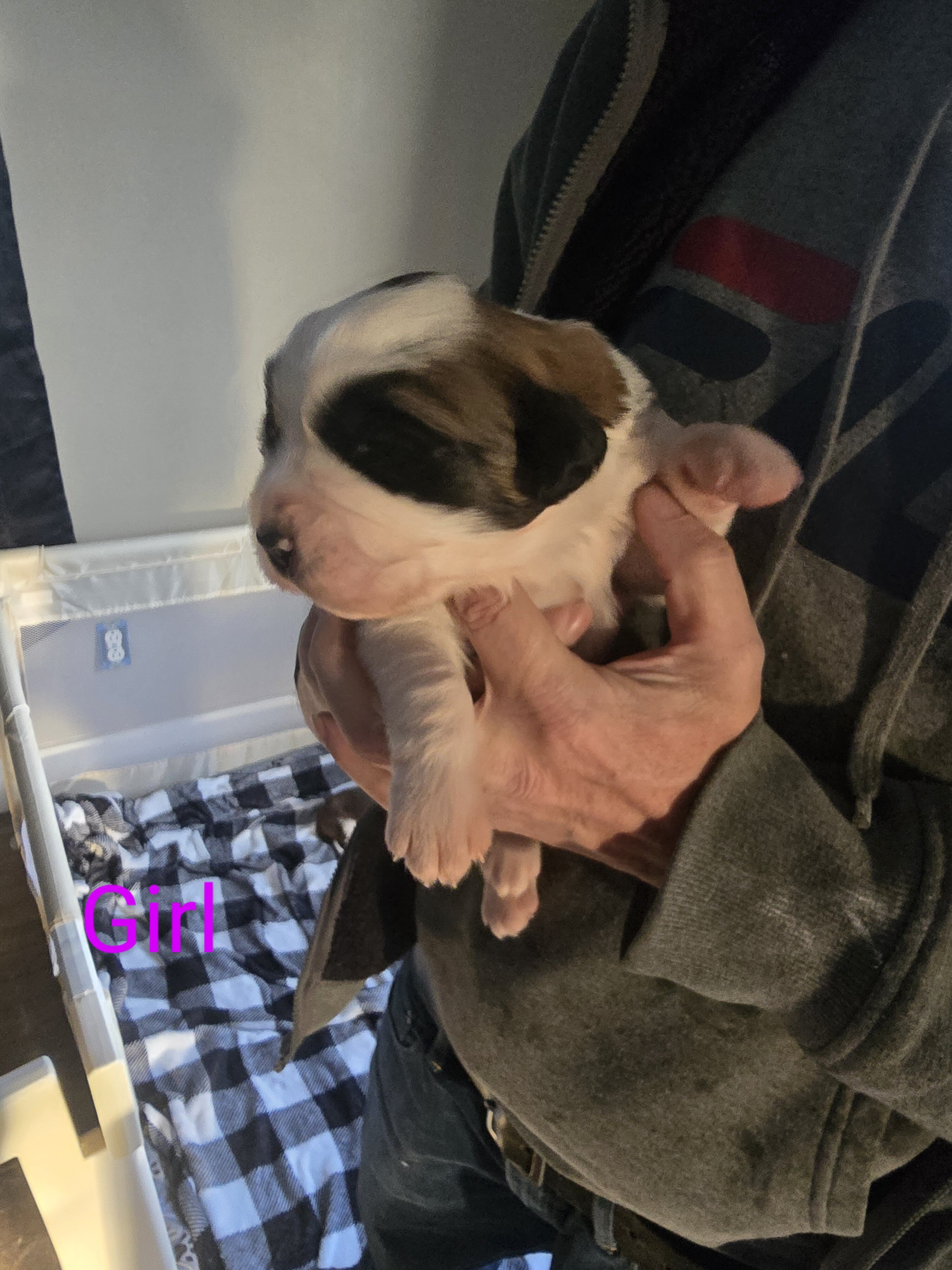 AKC Saint Bernard image 7