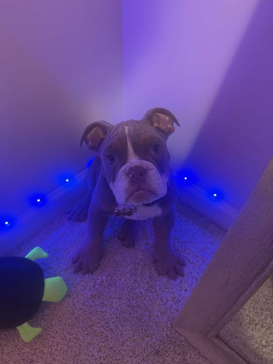 Bulldog for sale image 2