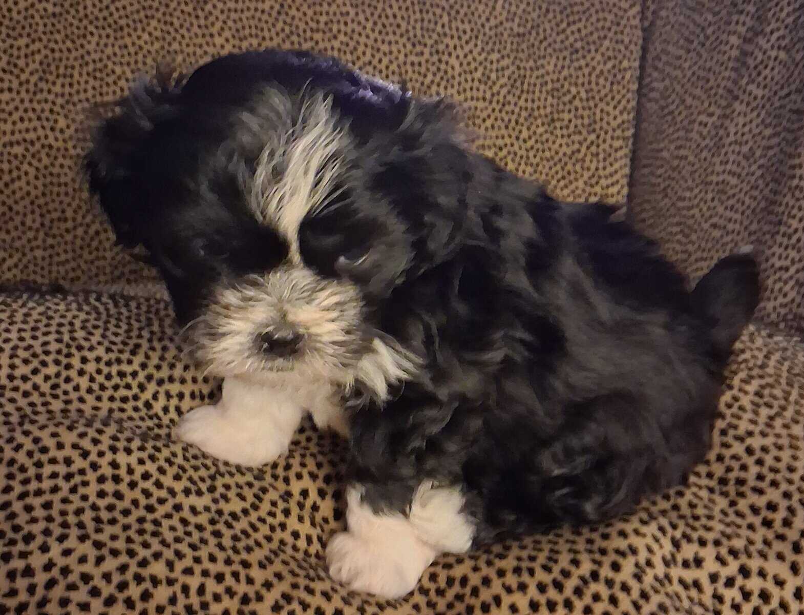 Cookie she is a shi tzu Maltipoo mix image 1