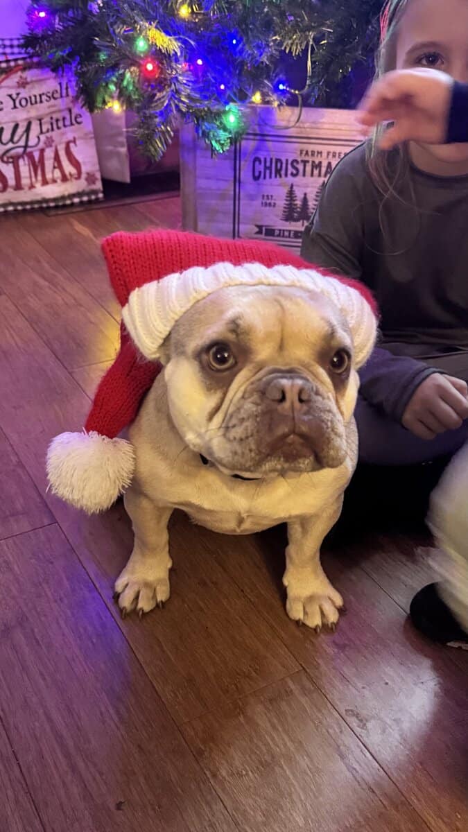 Akc Frenchie girl image 2