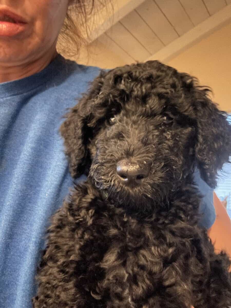F1b Borderdoodle puppies image 2