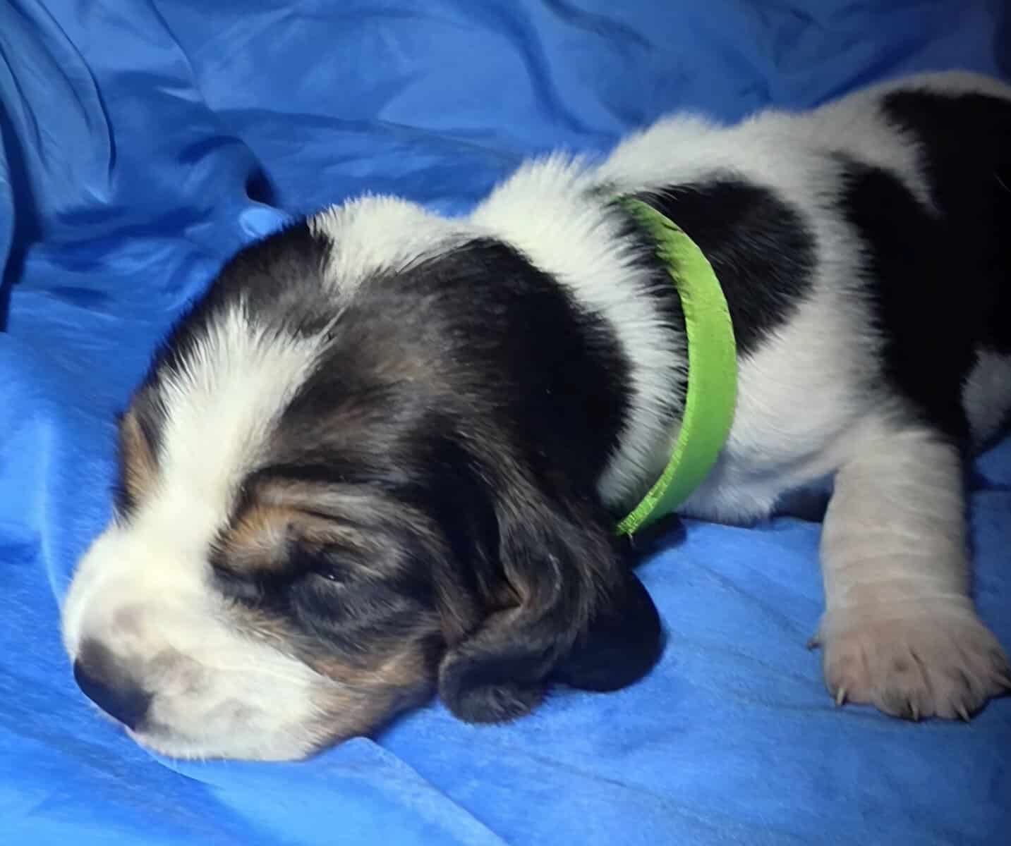 Cora- female basset hound puppy image 6