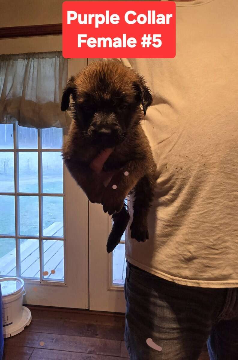 Cane Corso Belgian Malinois Puppies image 9