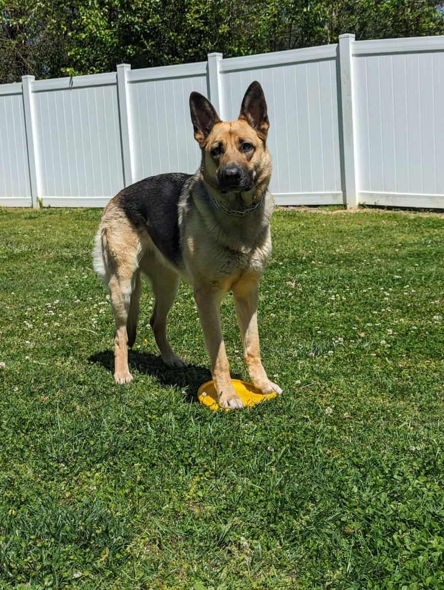 Rehoming Female German Shepherd image 1