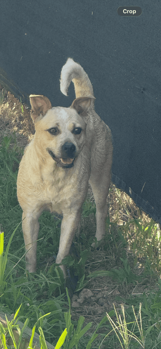 Pit bull mix image 1