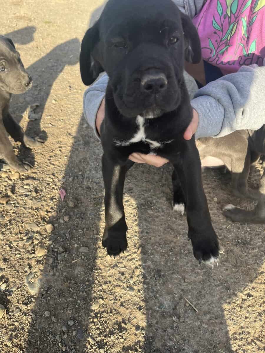 Cane Corso Puppies image 2