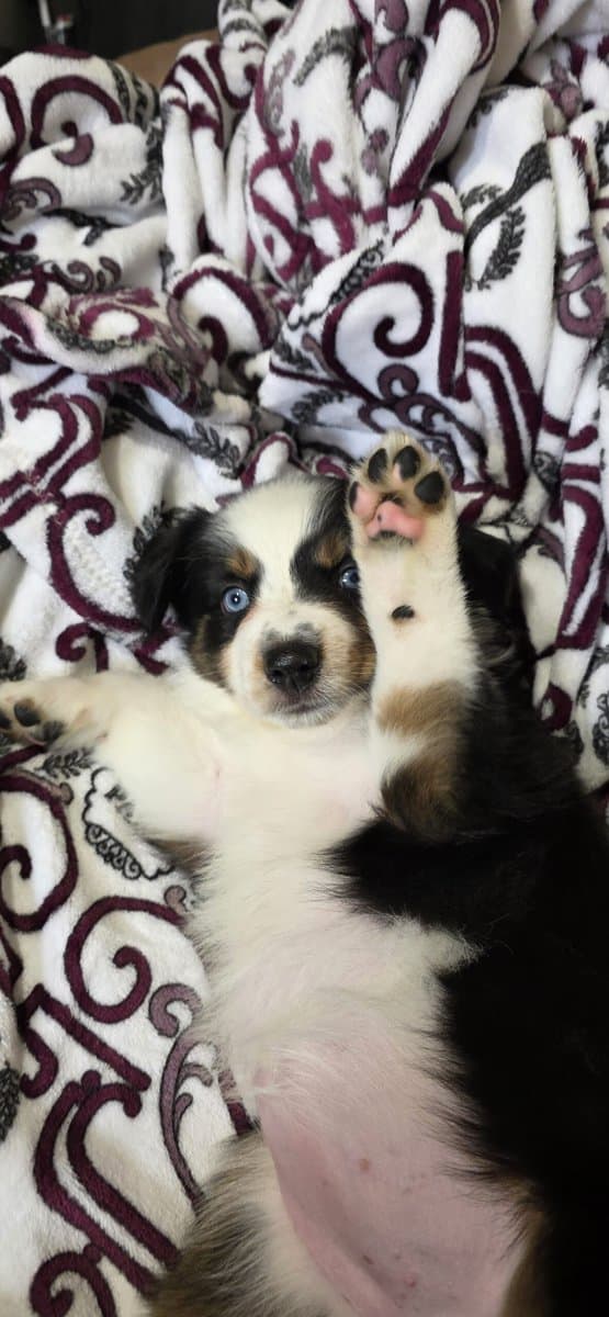 Mini Aussies image 1