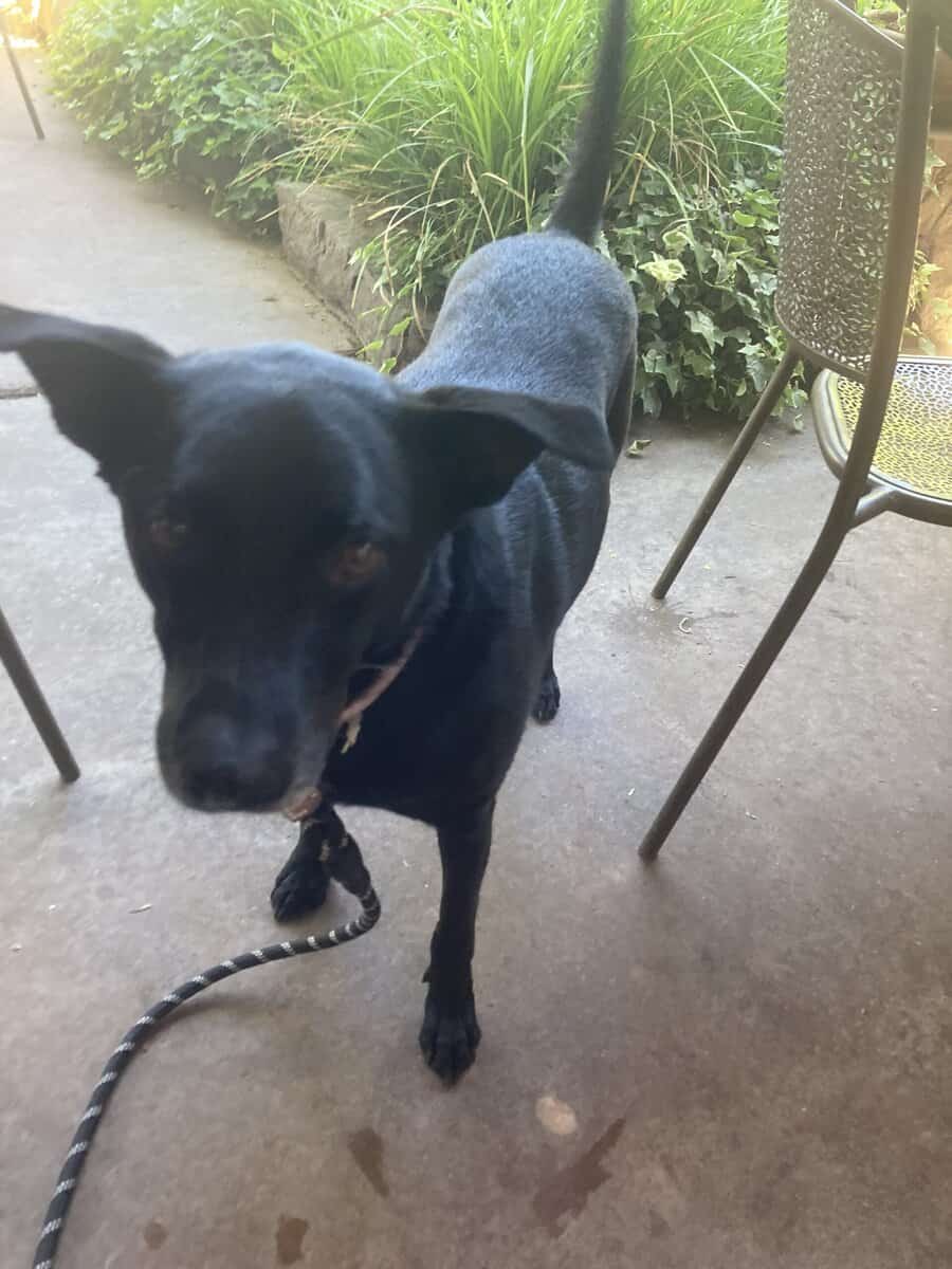 Luna for Adoption image 3