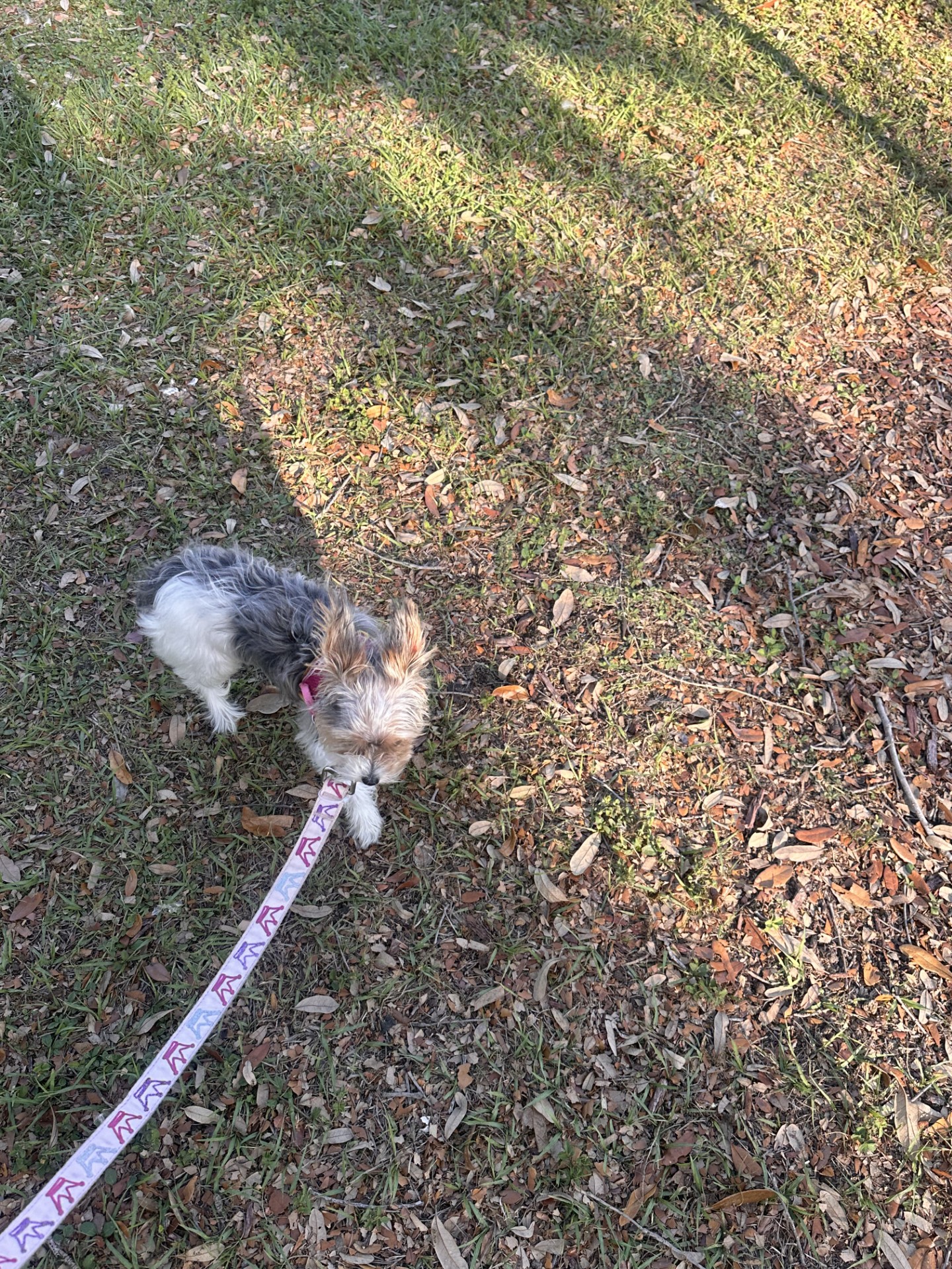 Yorkie Puppy image 2