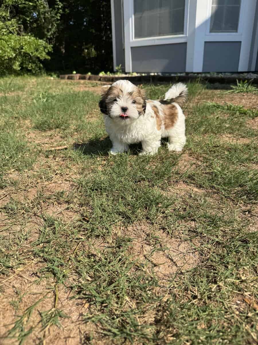 Adorable Shih Tzu Puppy image 4