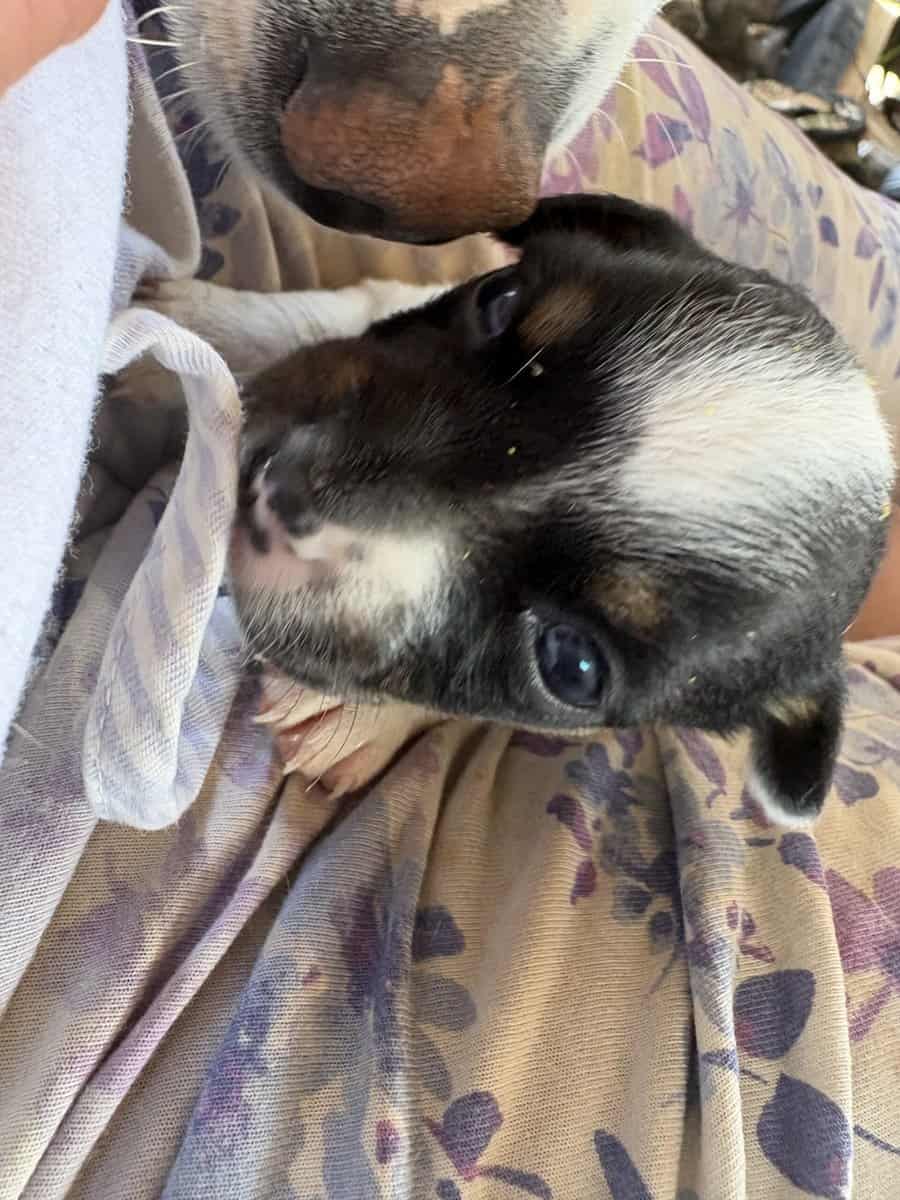 Heeler corgi mix pupies image 14