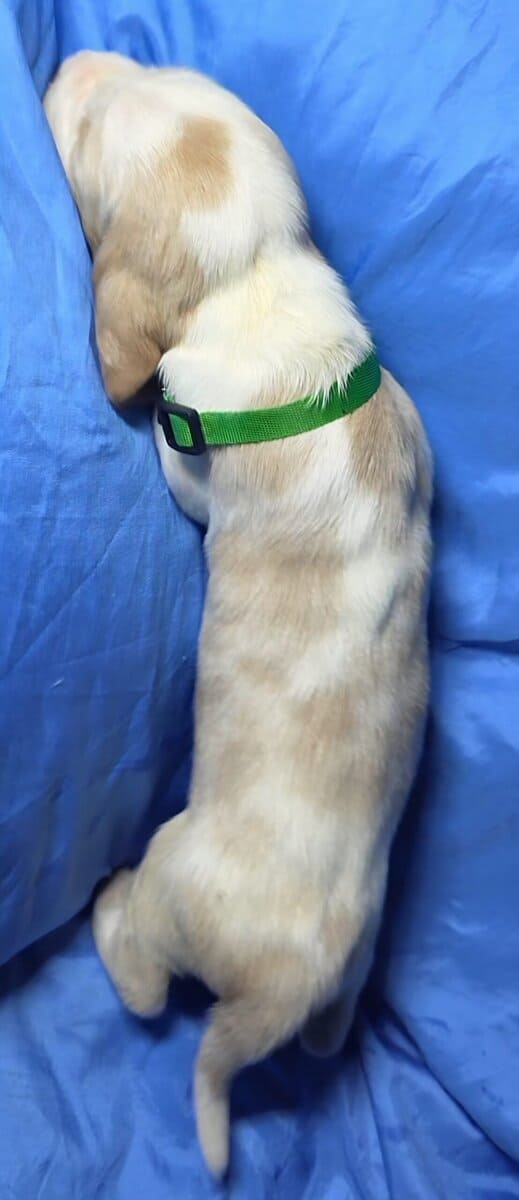 Stiles- male baby basset hound image 2