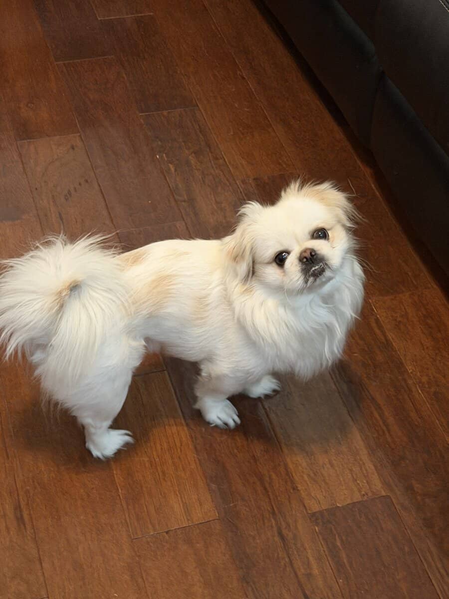 Pekingese Puppies for Sale image 5