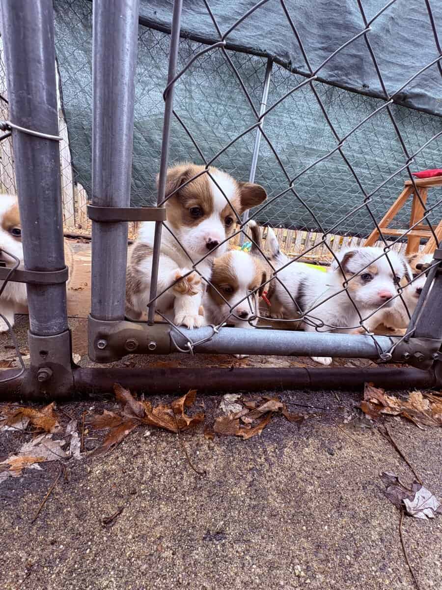 Pembroke welsh corgi pups image 14