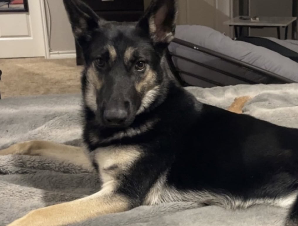 Perfect Family Dog Seeking Forever Home ❤️ image 2