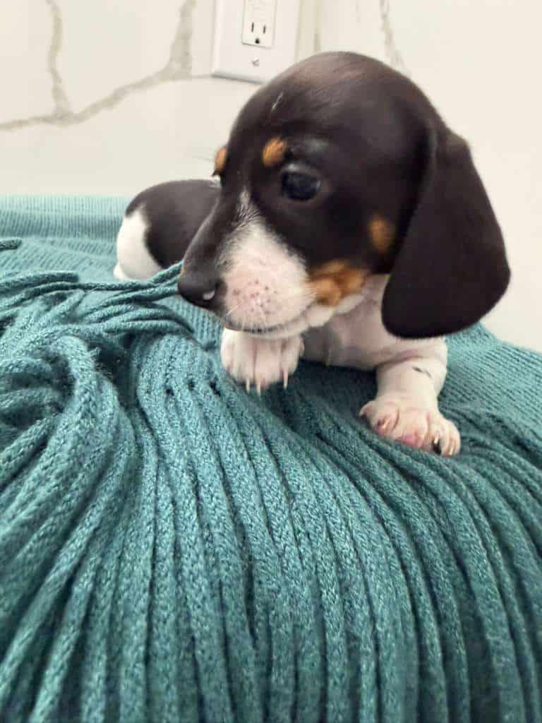 Dachshund female image 4
