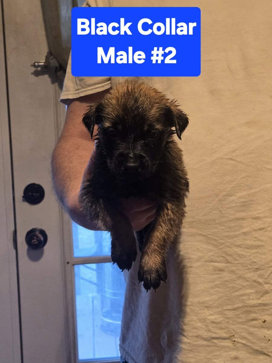 Belgian Malinois/Cane Corso Puppies image 4