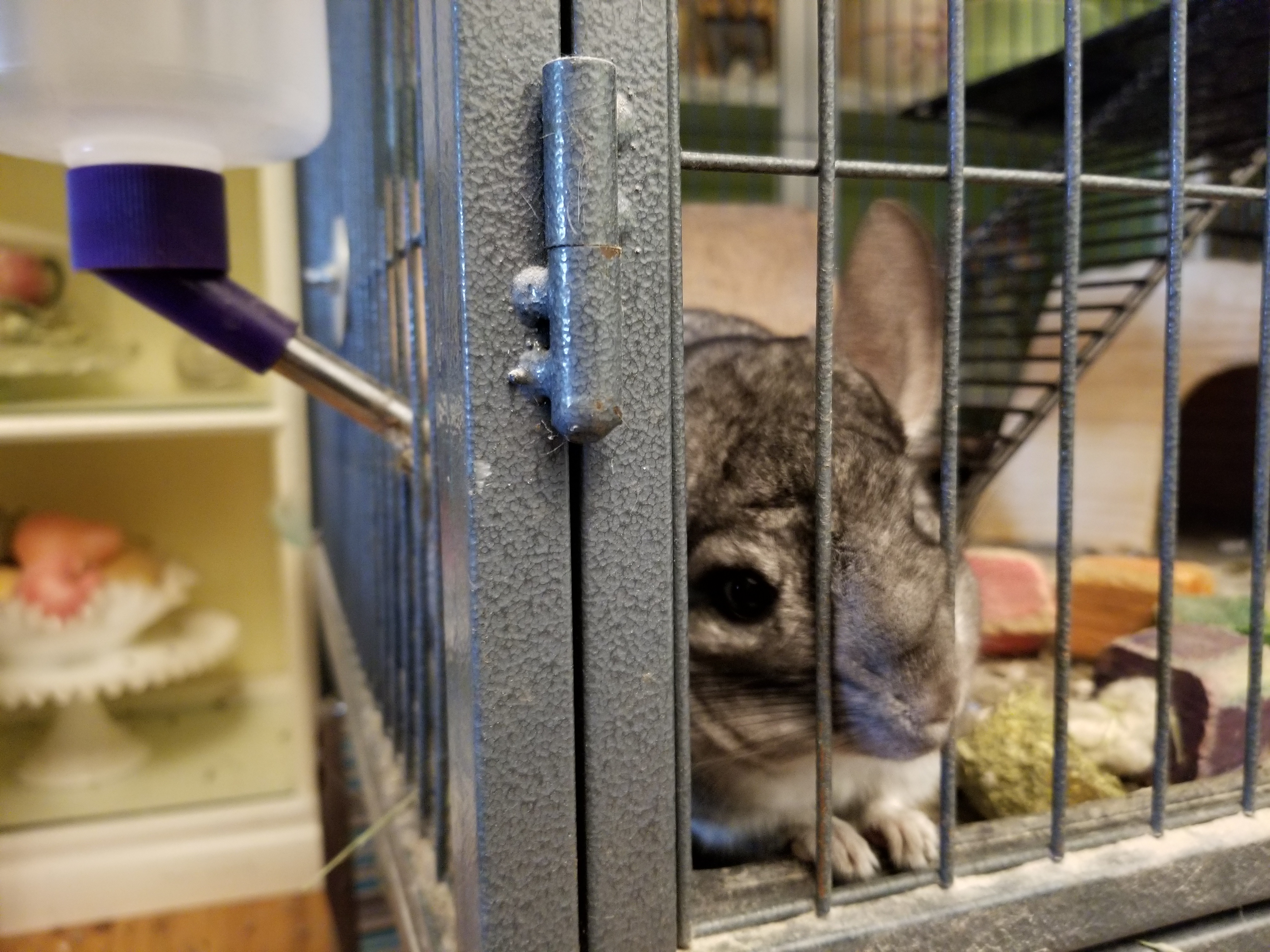 Chinchillas, Max and Picky, bonded, hand raised image 2