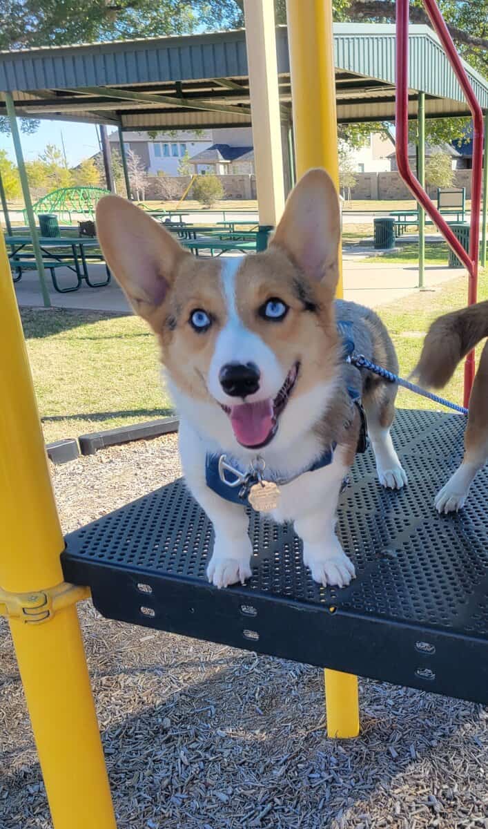 Wonderful, Cuddly Blue Merle Corgi image 1